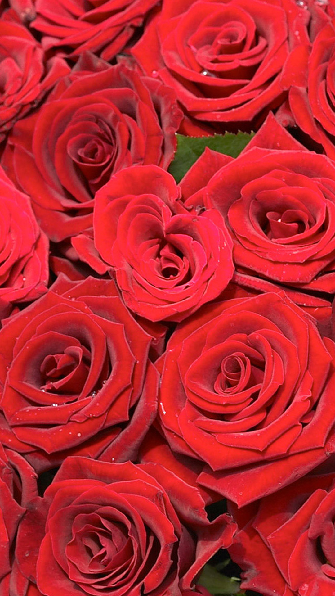 1080x1920 Beautiful red rose HD Wallpaper iPhone 6 plus