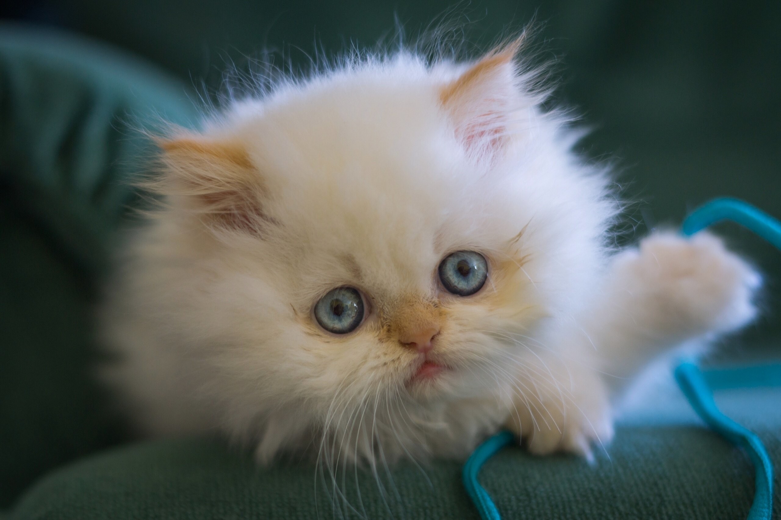 2560x1707 Kitten white fluffy blue eyes muzzle eyes baby cat wallpaper |  |  766637 | WallpaperUP
