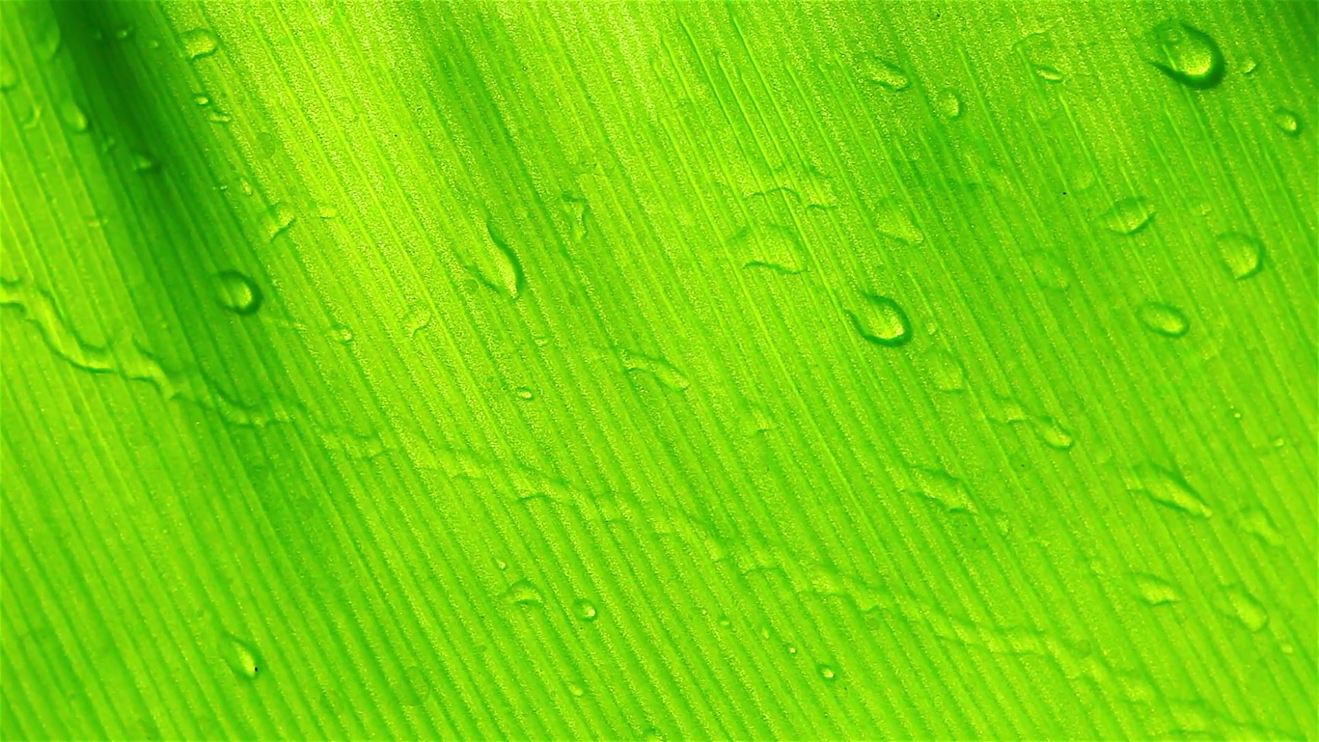 1920x1080 HD: Water drops on green leaf background,  Stock Video Footage -  VideoBlocks