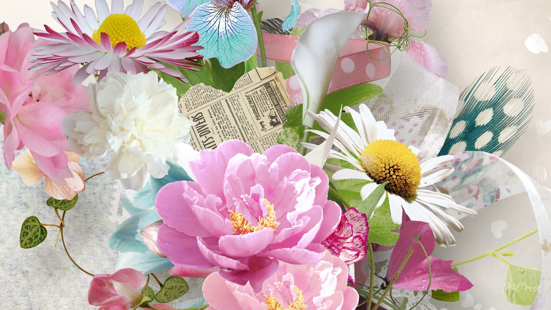 1920x1080 Soft Tag - Daisy Feathers Flowers Newspaper Pink Iris Floral Summer Ribbon  Peony Heart Soft Screen
