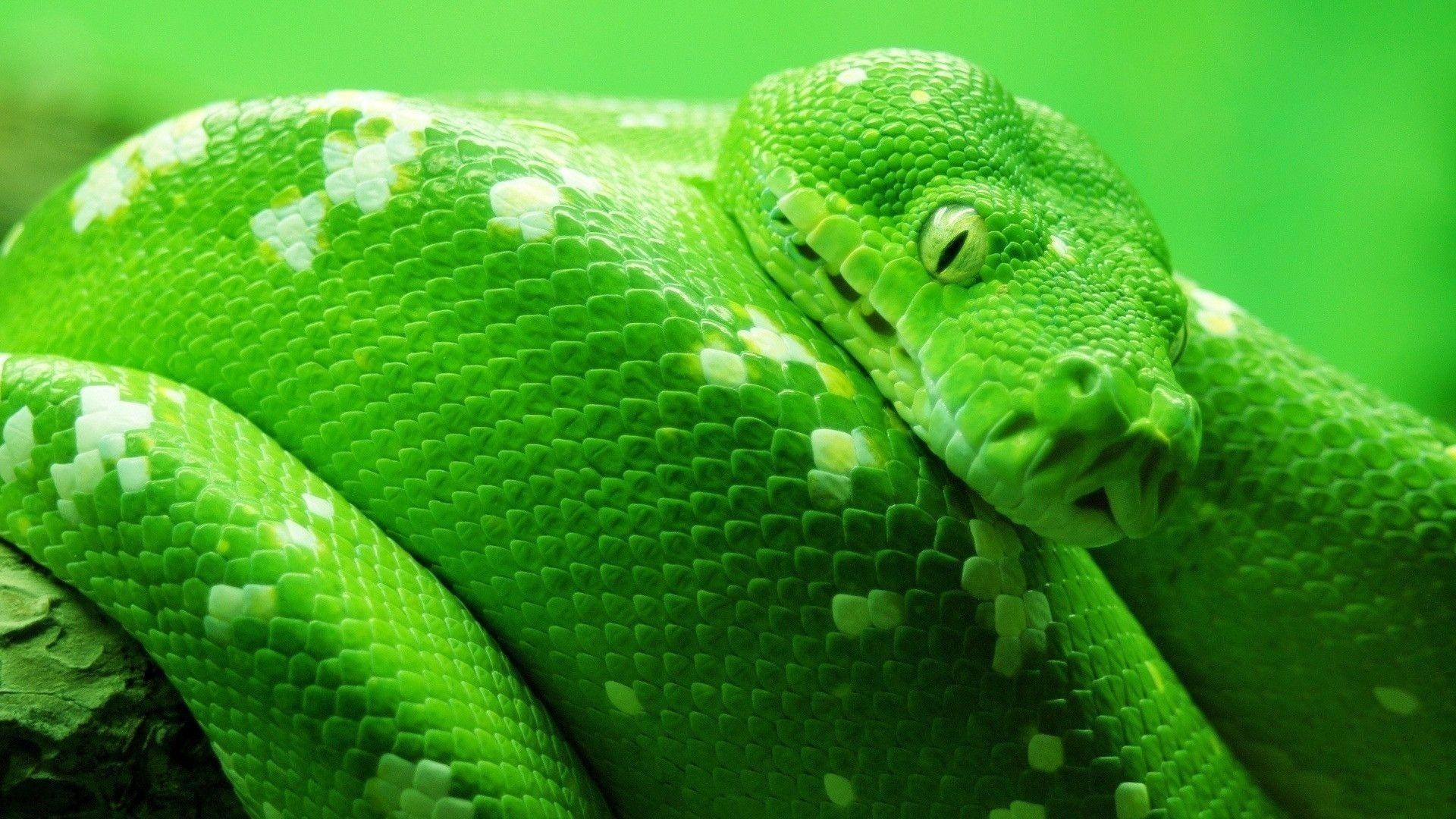 1920x1080 Cool Hd Green Snake Wallpaper | Download wallpapers page