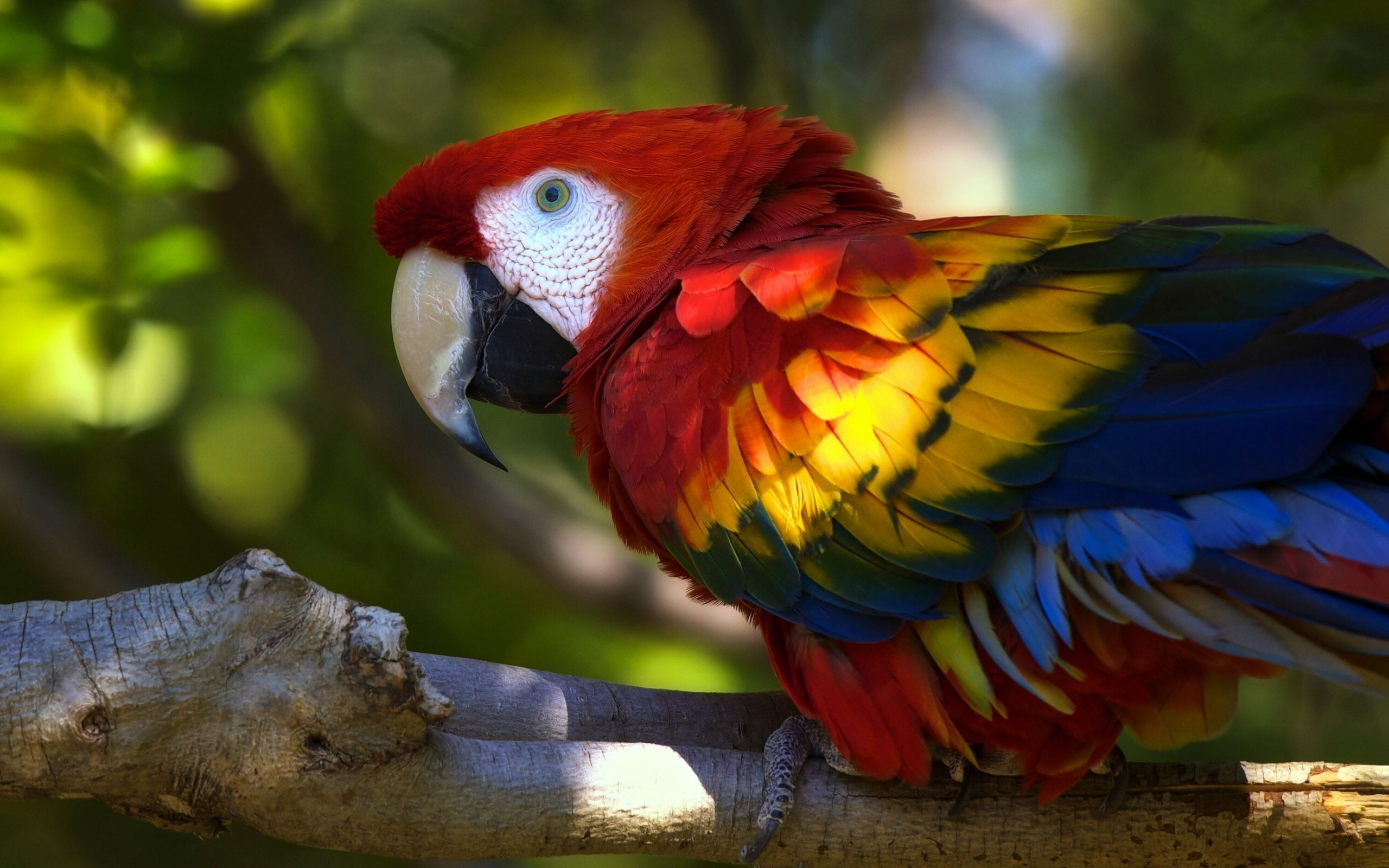 2560x1600 Cute macaw parrot