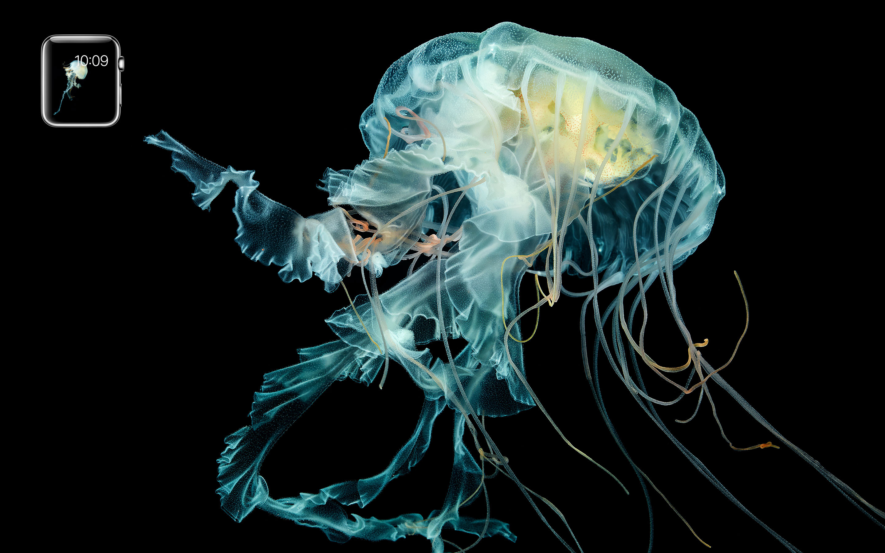 2880x1800 Apple Watch Jellyfish (from Wired)