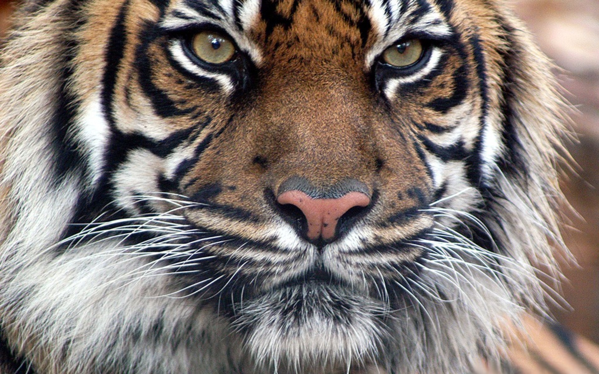 1920x1200 HD Awesome Tiger Face Wallpaper Full Size - HiReWallpapers 3415
