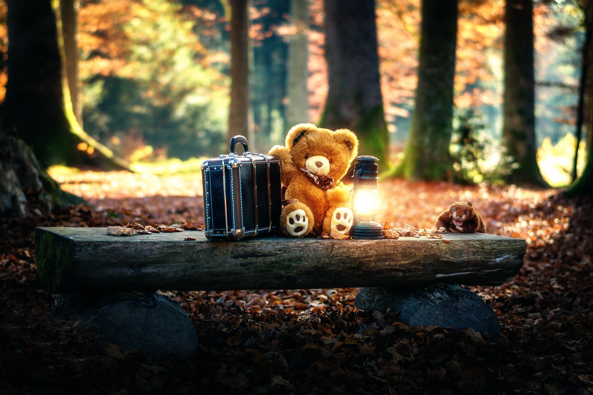 2048x1365 Teddy Bears Cute Alone in Forest
