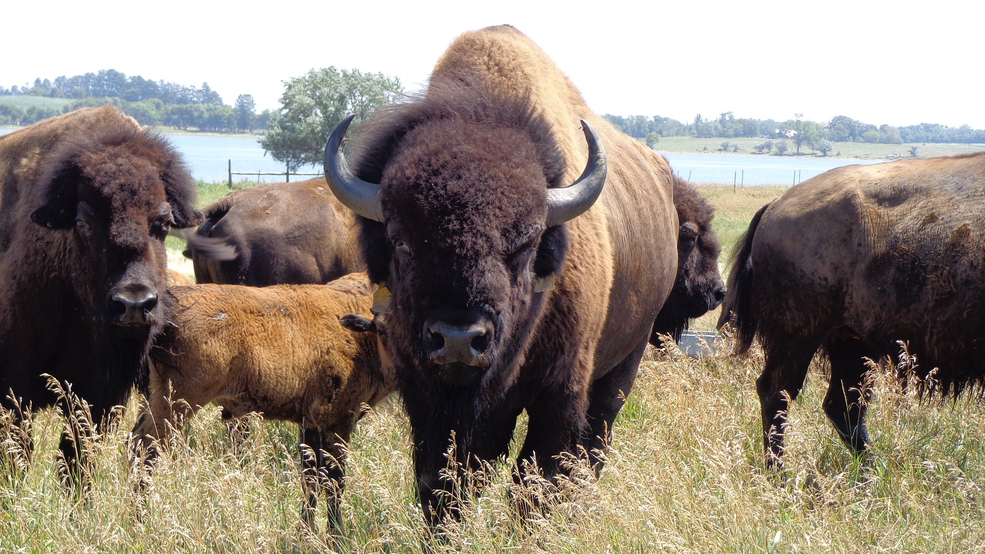 1920x1080 Bison Herd