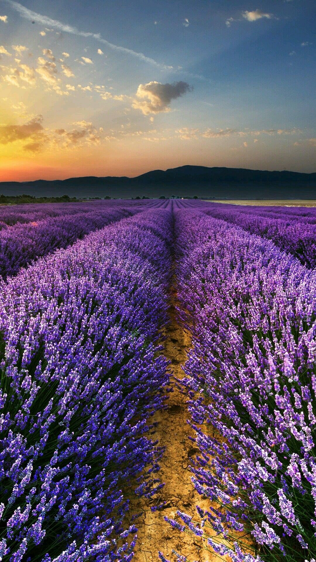 Provence Wallpaper (65+ images)