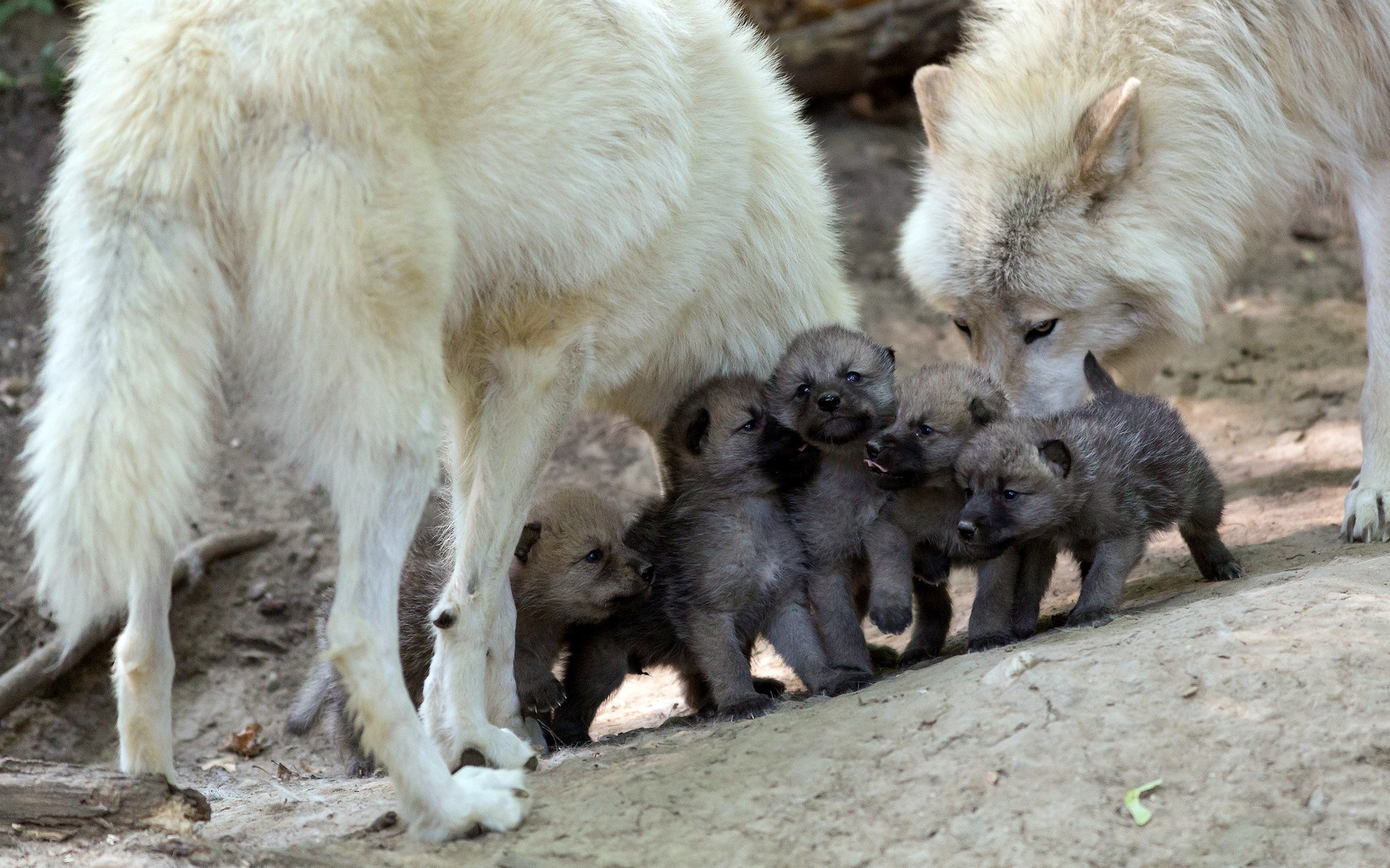 1920x1200 Cutest Family. wolf pictures