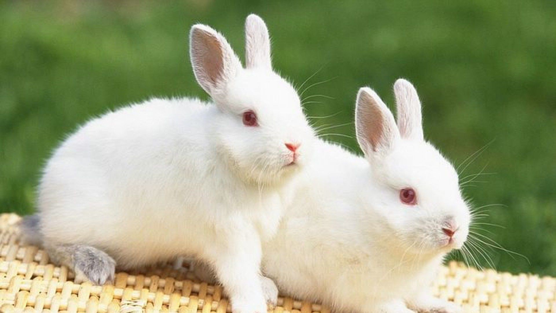1920x1080 Beautiful and lovely cute rabbits hd animal wallpaper