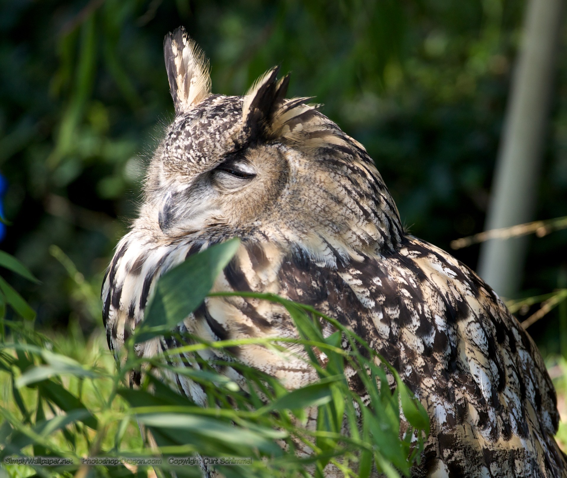 1920x1620 eagle owl resting on a branch Â· Eagle Owl wallpaper - Click picture for high  resolution ...