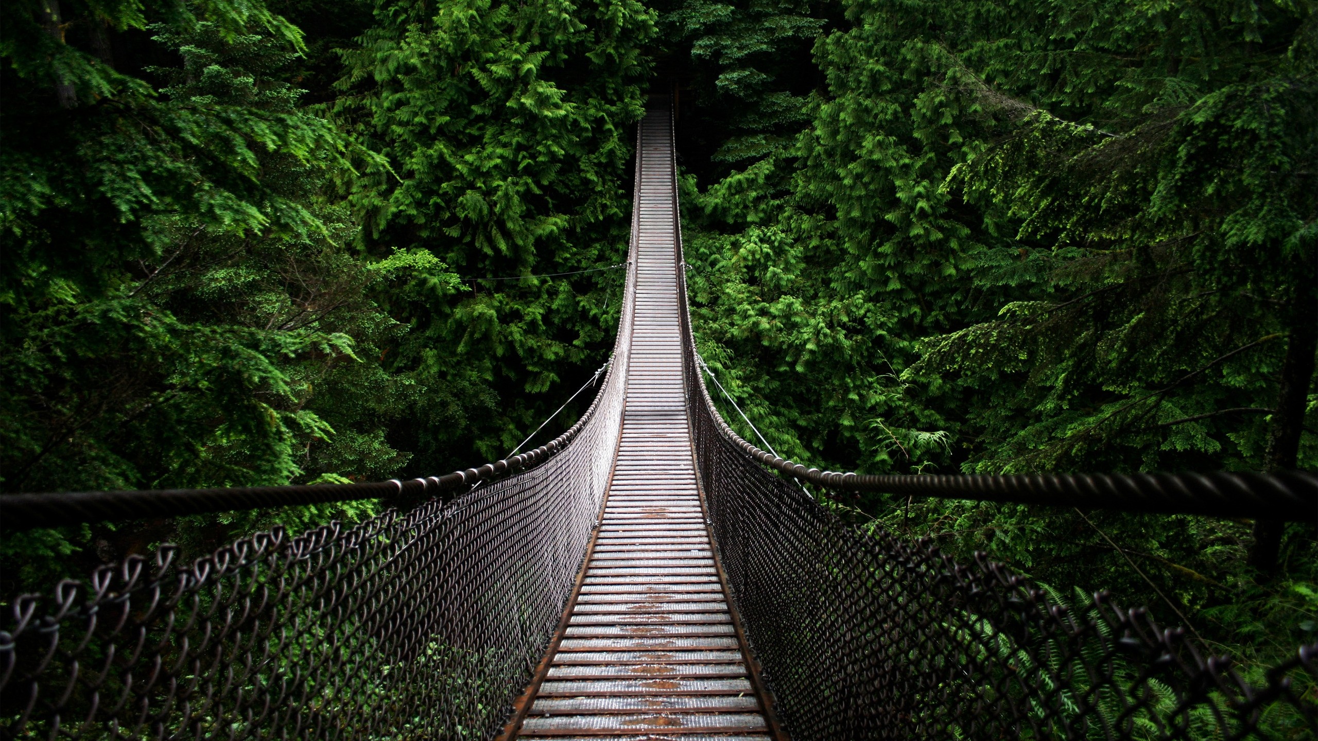 2560x1440 Bridge in the forest hd backgrounds for mobile and pc free images download.