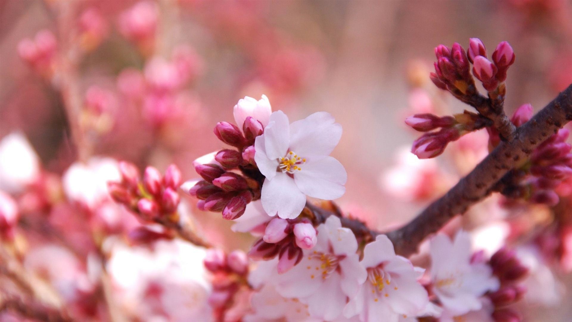 1920x1080 Best Cherry Blossom Wallpaper HD HD Pictur