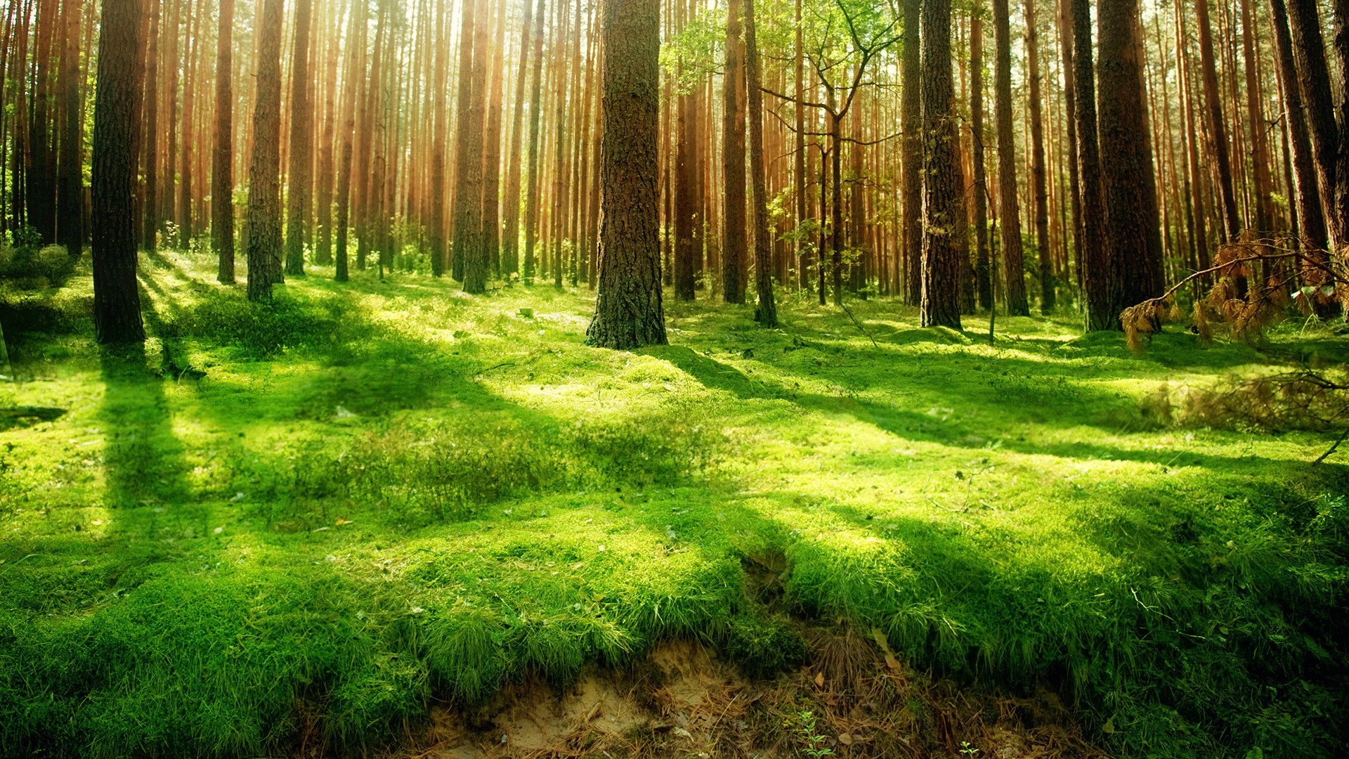1920x1080 Collection of Forest Desktop Background on HDWallpapers