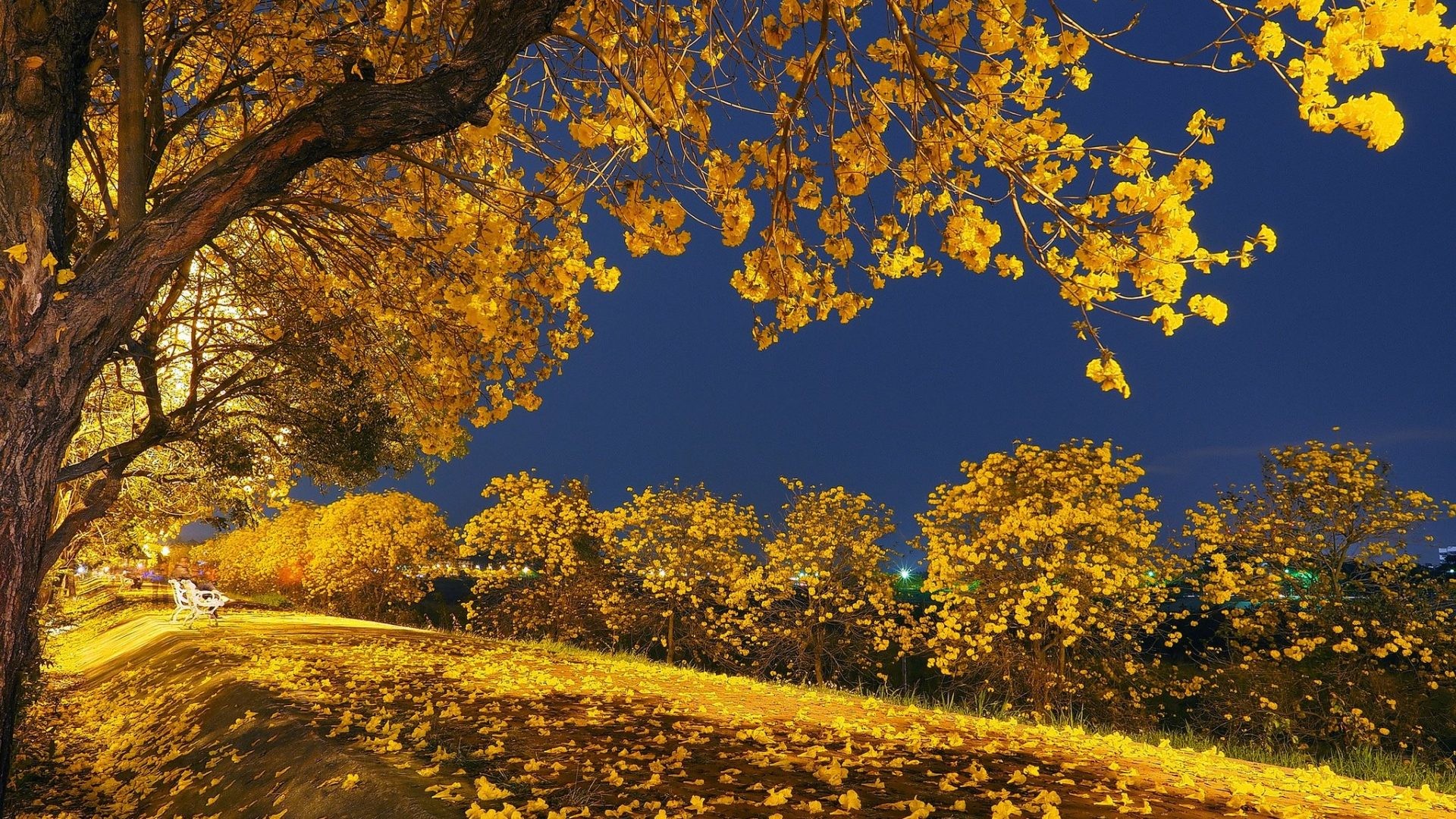 1920x1080 Falling Tag - Falling Nature Night Yellow Trees Sky Tree Autumn Leaves  Tonight Park Landscape Fall