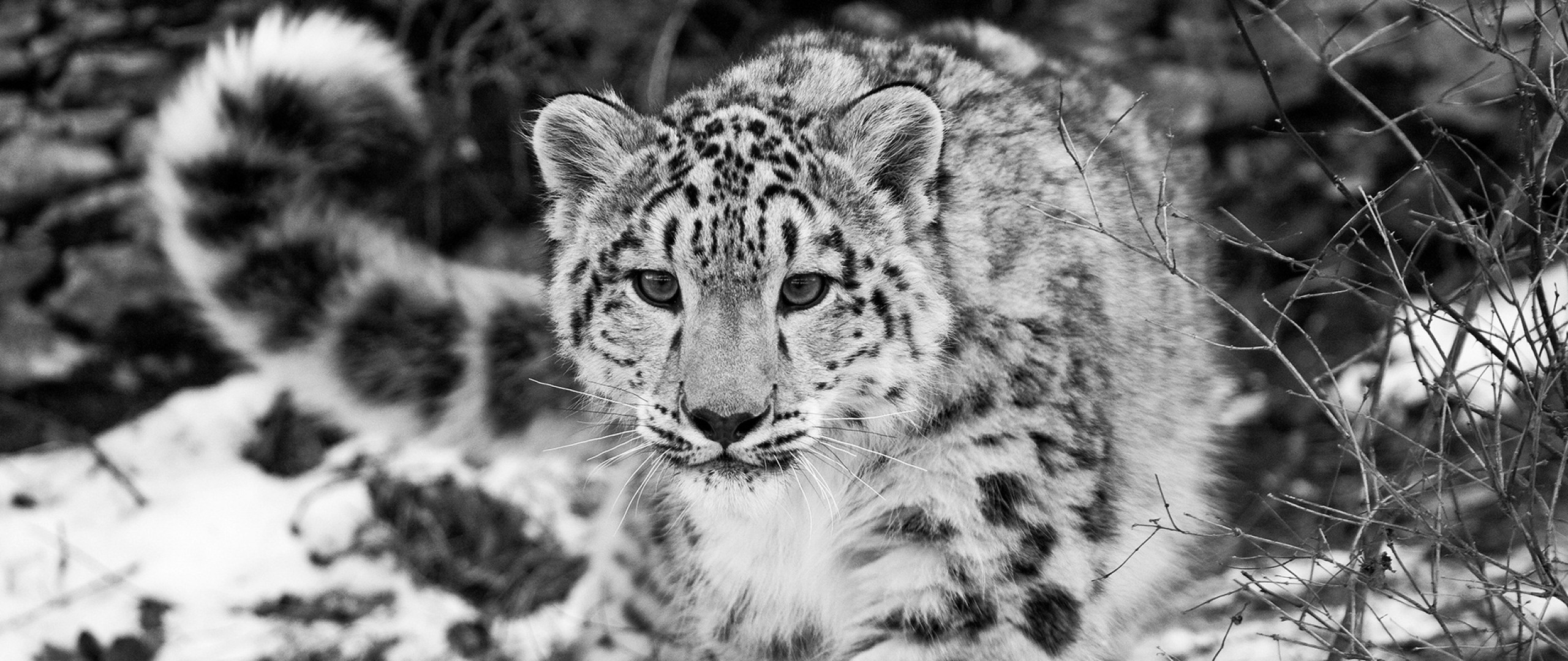 2560x1080  Wallpaper snow leopard, snow, hunting, attention, black and white