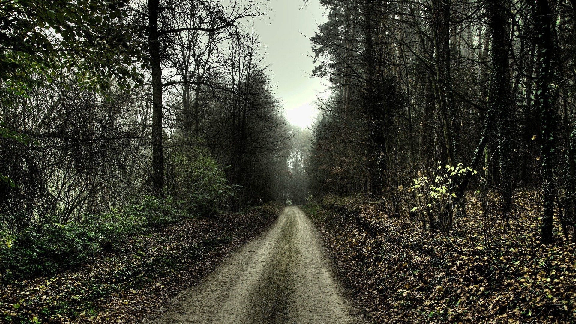 1920x1080 nature, Landscape, Path, Forest, Trees, Spooky Wallpapers HD . ...