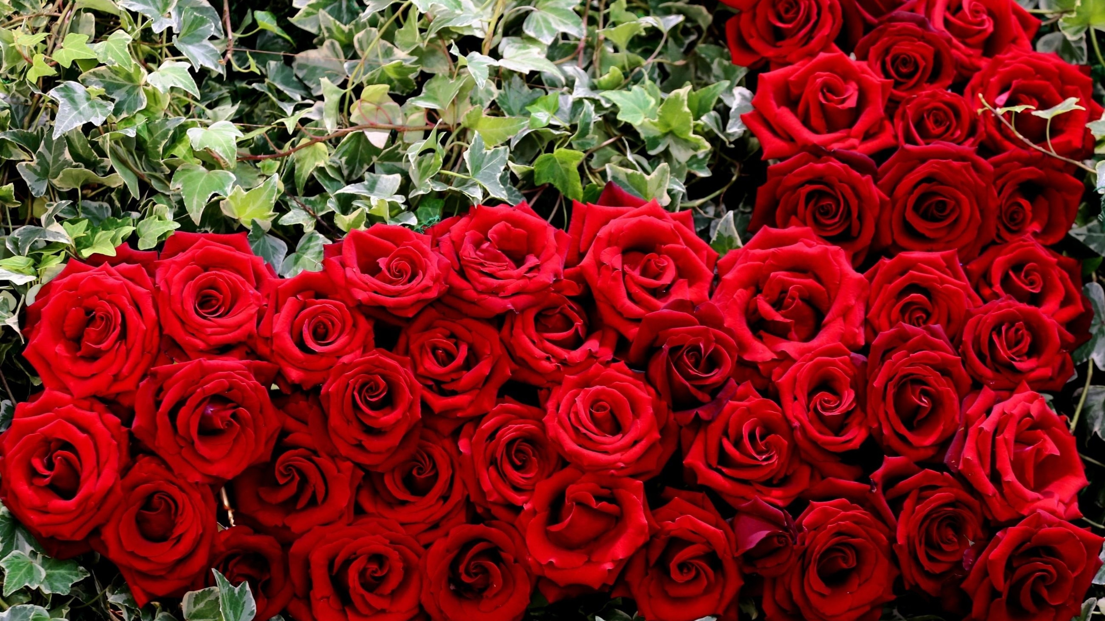 3840x2160  Wallpaper rose, buds, red, heart, herbs