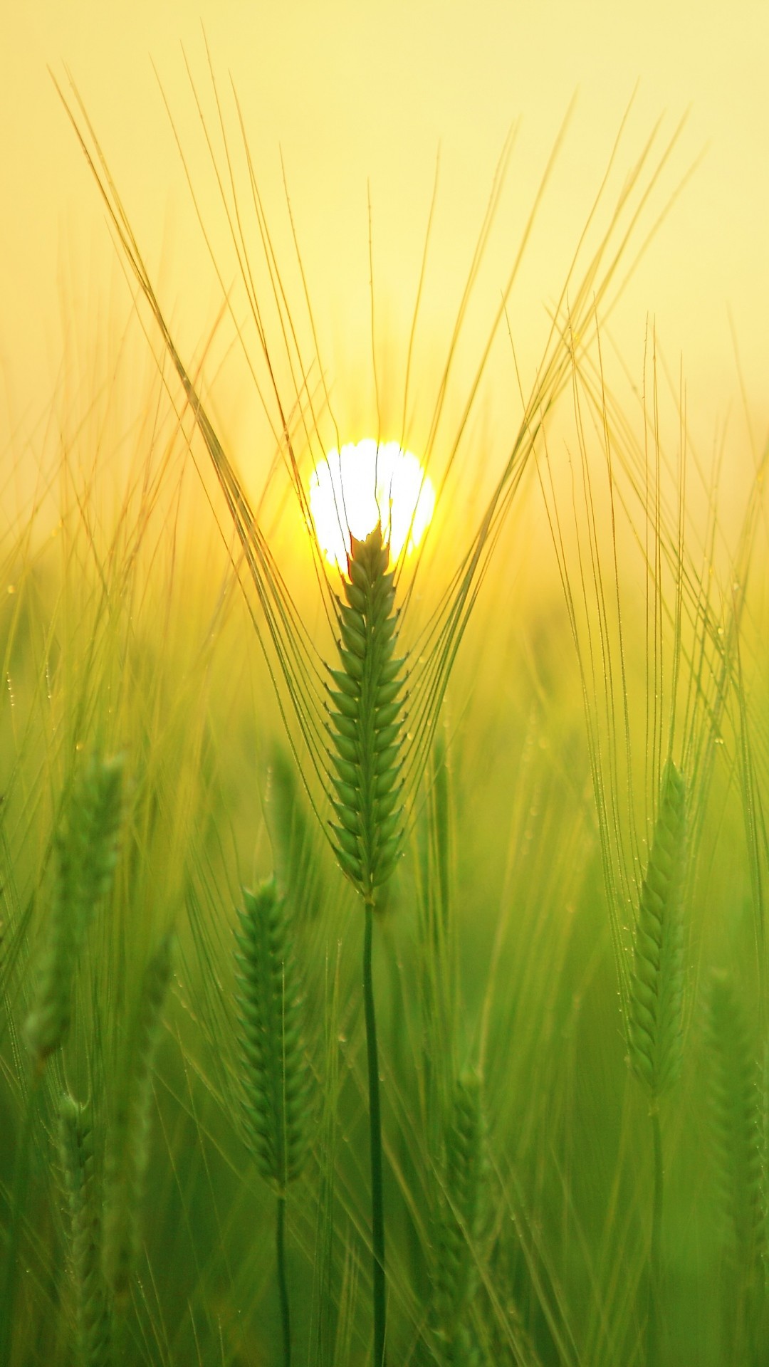 1080x1920 Sunny Barley Field Sun #iPhone #6 #plus #wallpaper