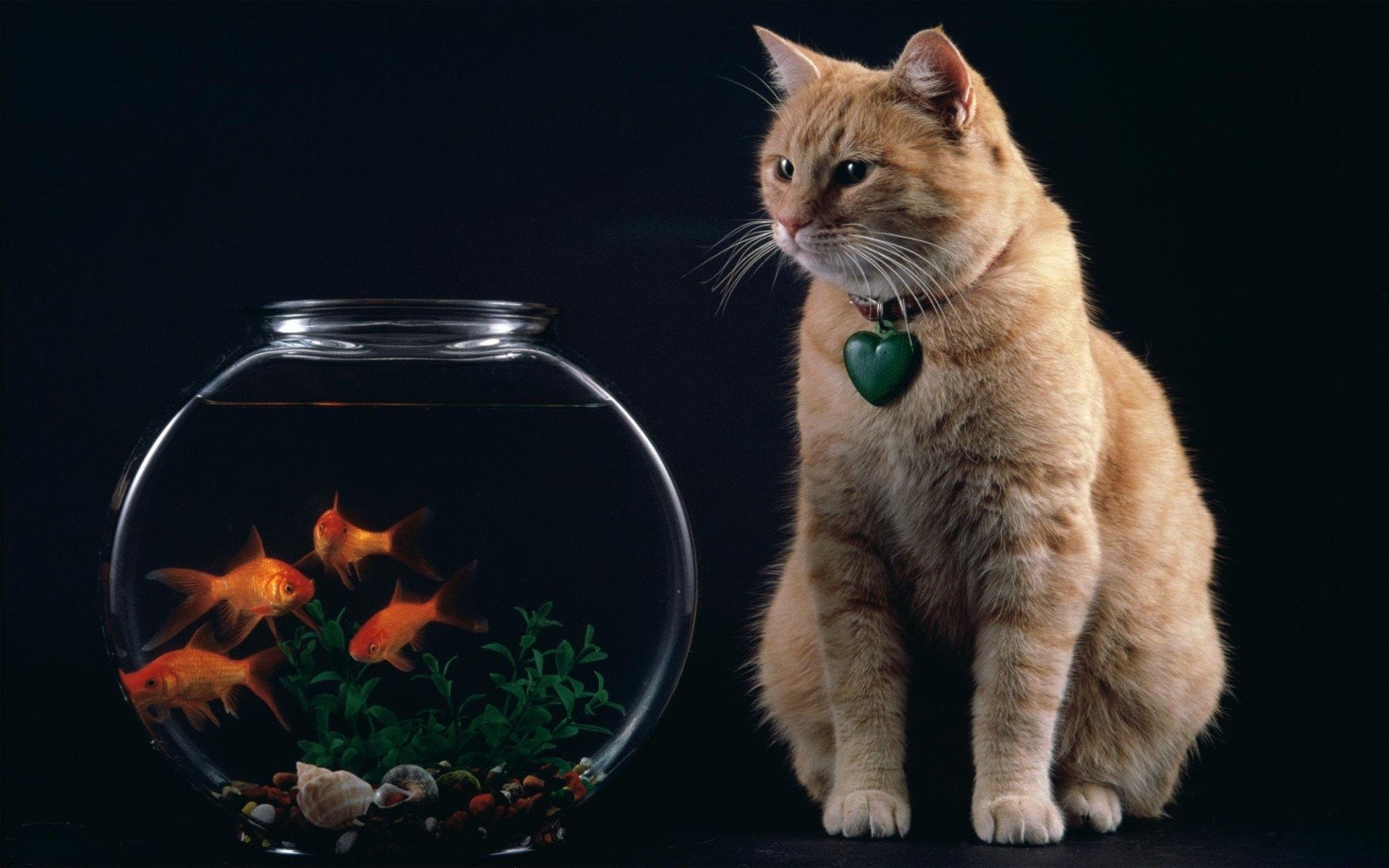 1920x1200 Cat And Goldfish
