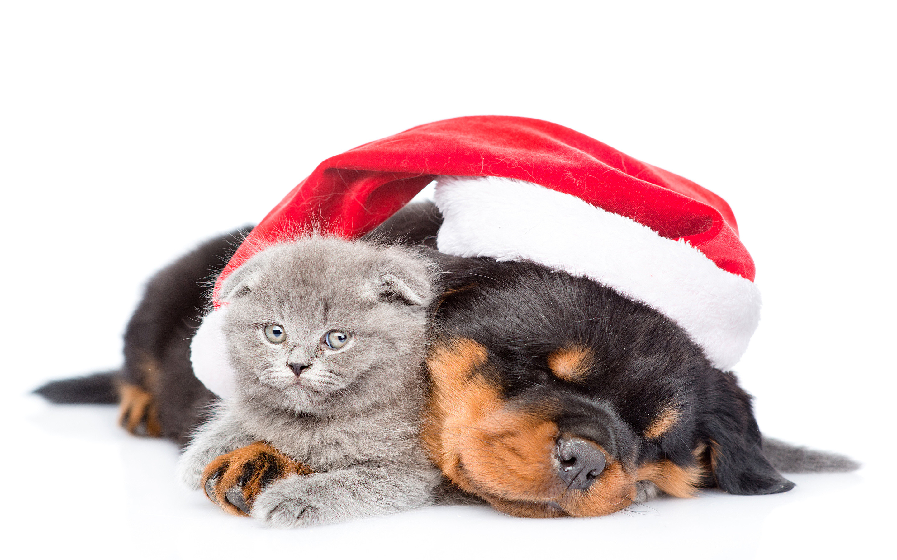 2880x1800 wallpapers kittens rottweiler dogs cats new year winter hat animals white  background  kitty cat christmas