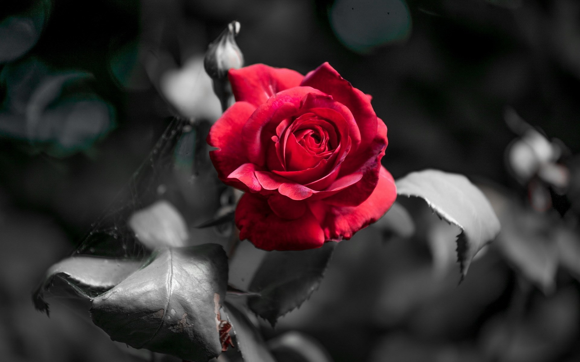 1920x1200 free wallpaper and screensavers for rose