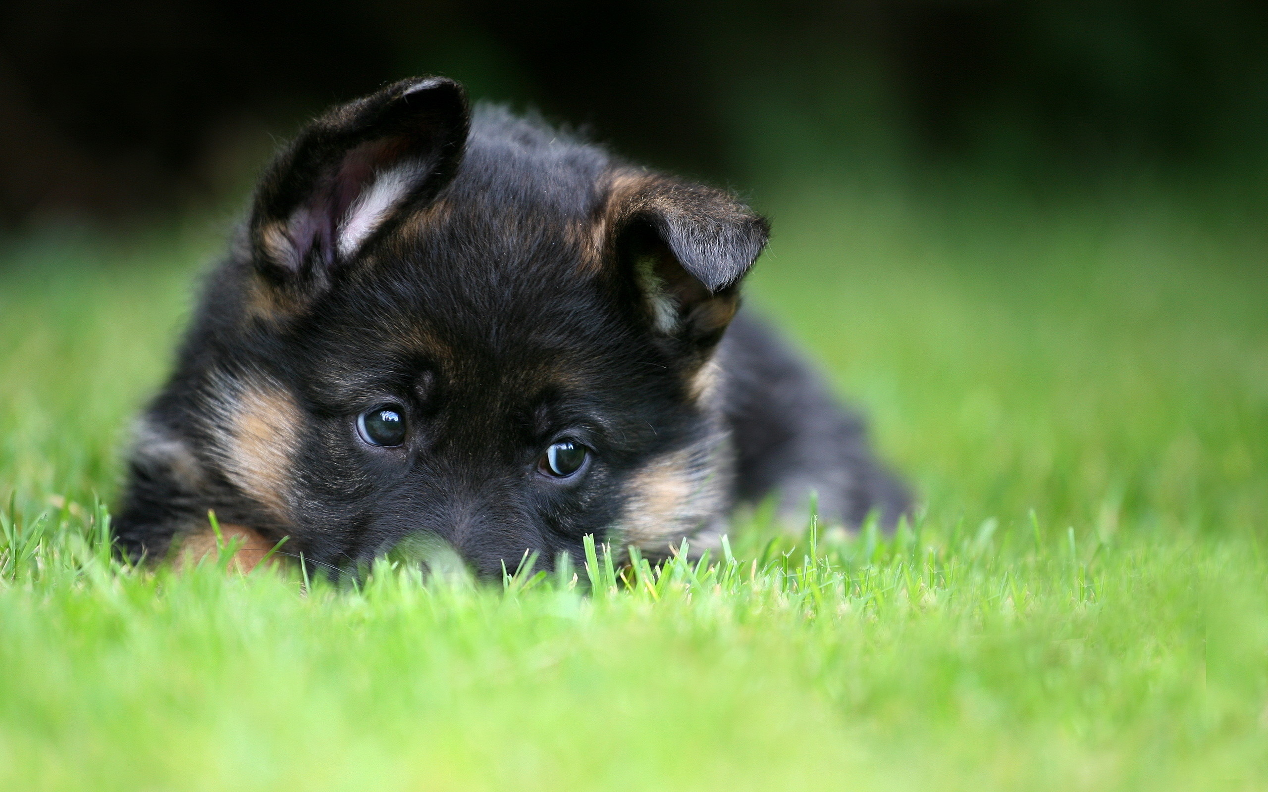 2560x1600 Black German Shepherd Puppies