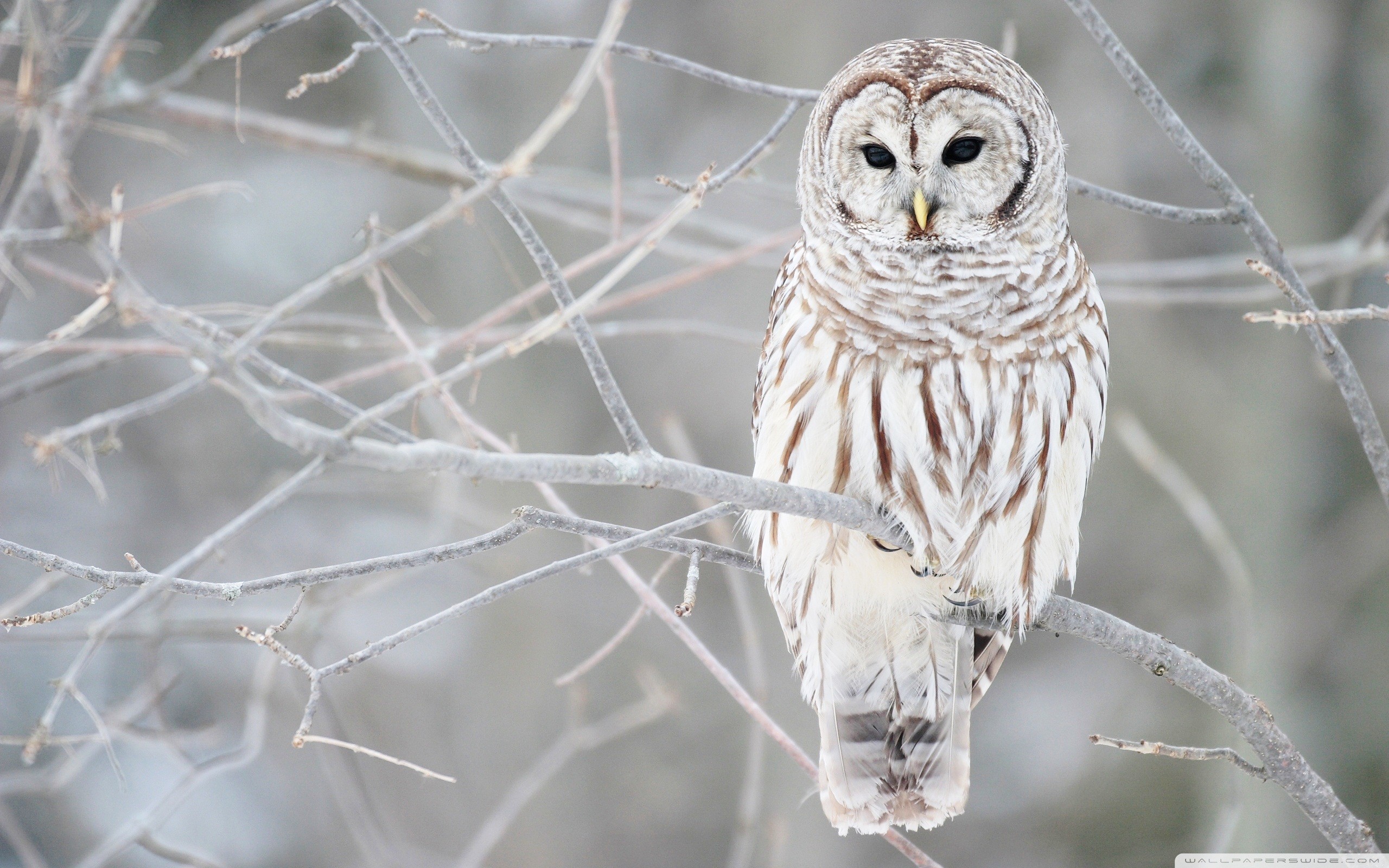 2560x1600 Snowy Owl wallpapers (10 Wallpapers)