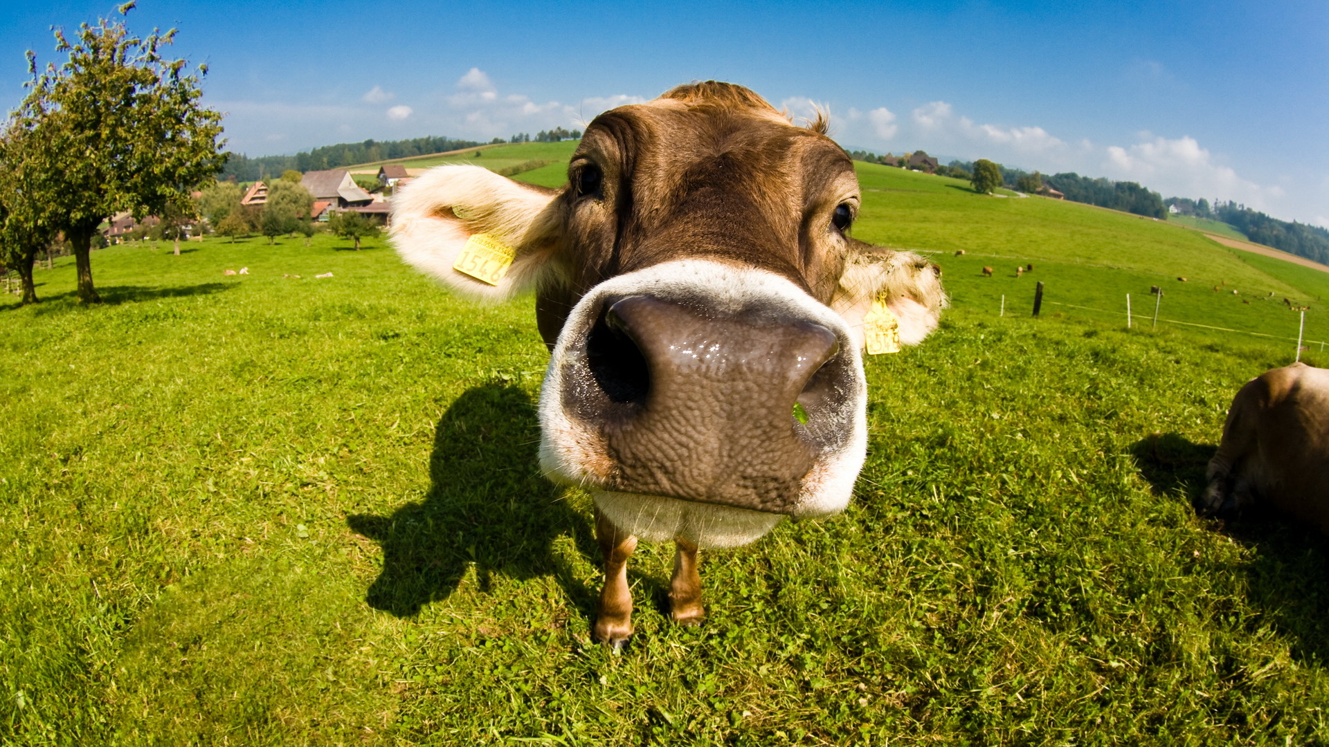 1920x1080 138 Cow HD Wallpapers | Backgrounds - Page 3