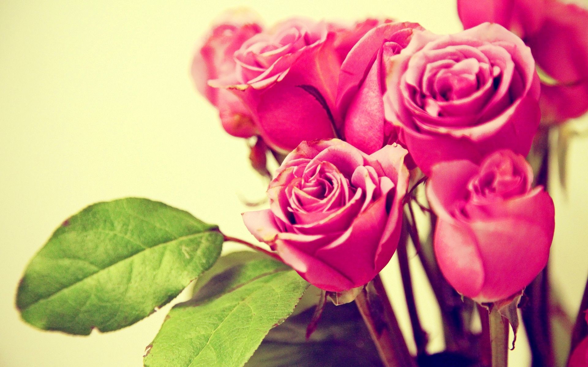 1920x1200 Touched pink rose wallpaper ï¼ Flower Wallpapers Free download