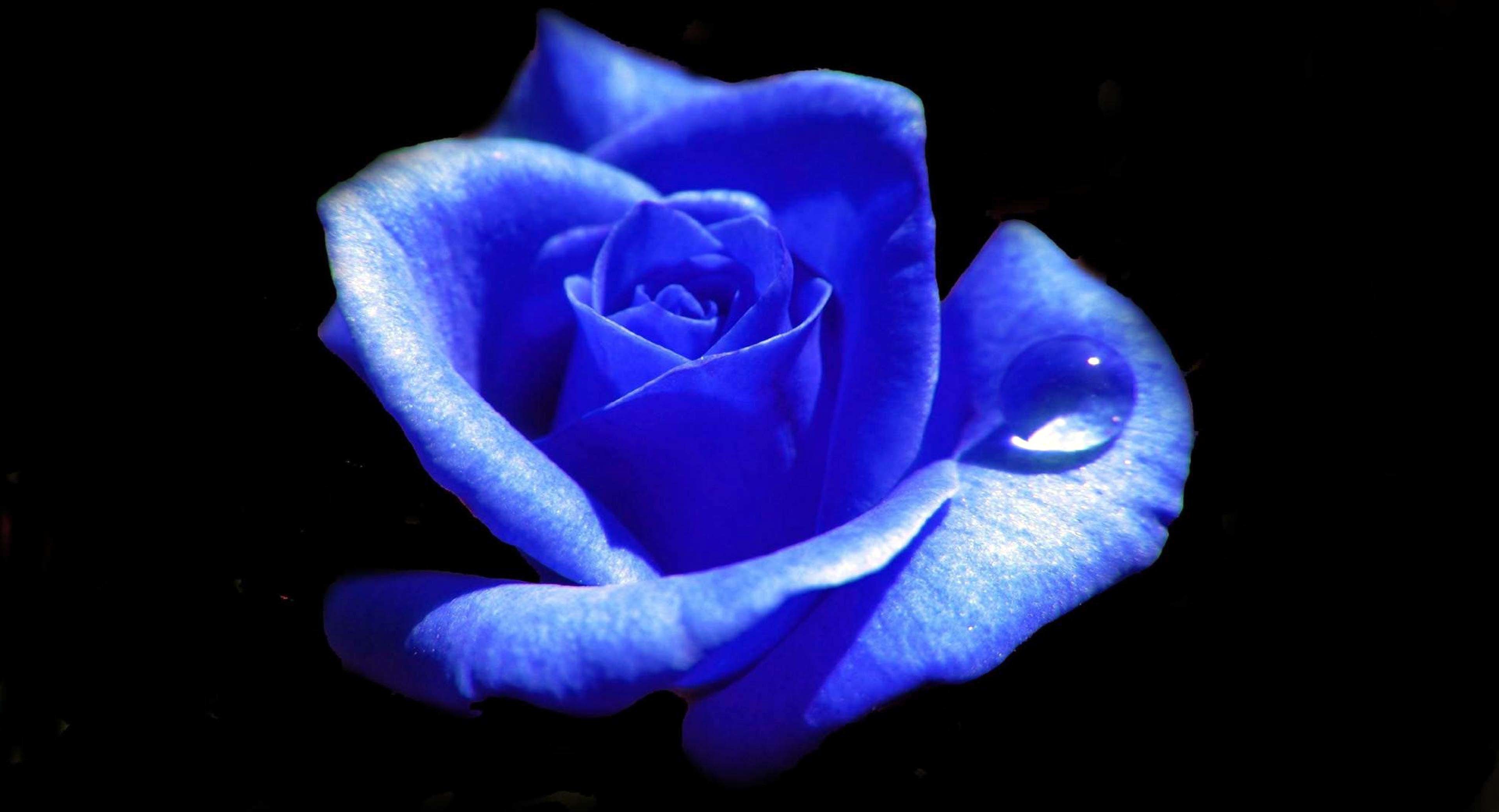 3840x2080 Black And White Blue Rose
