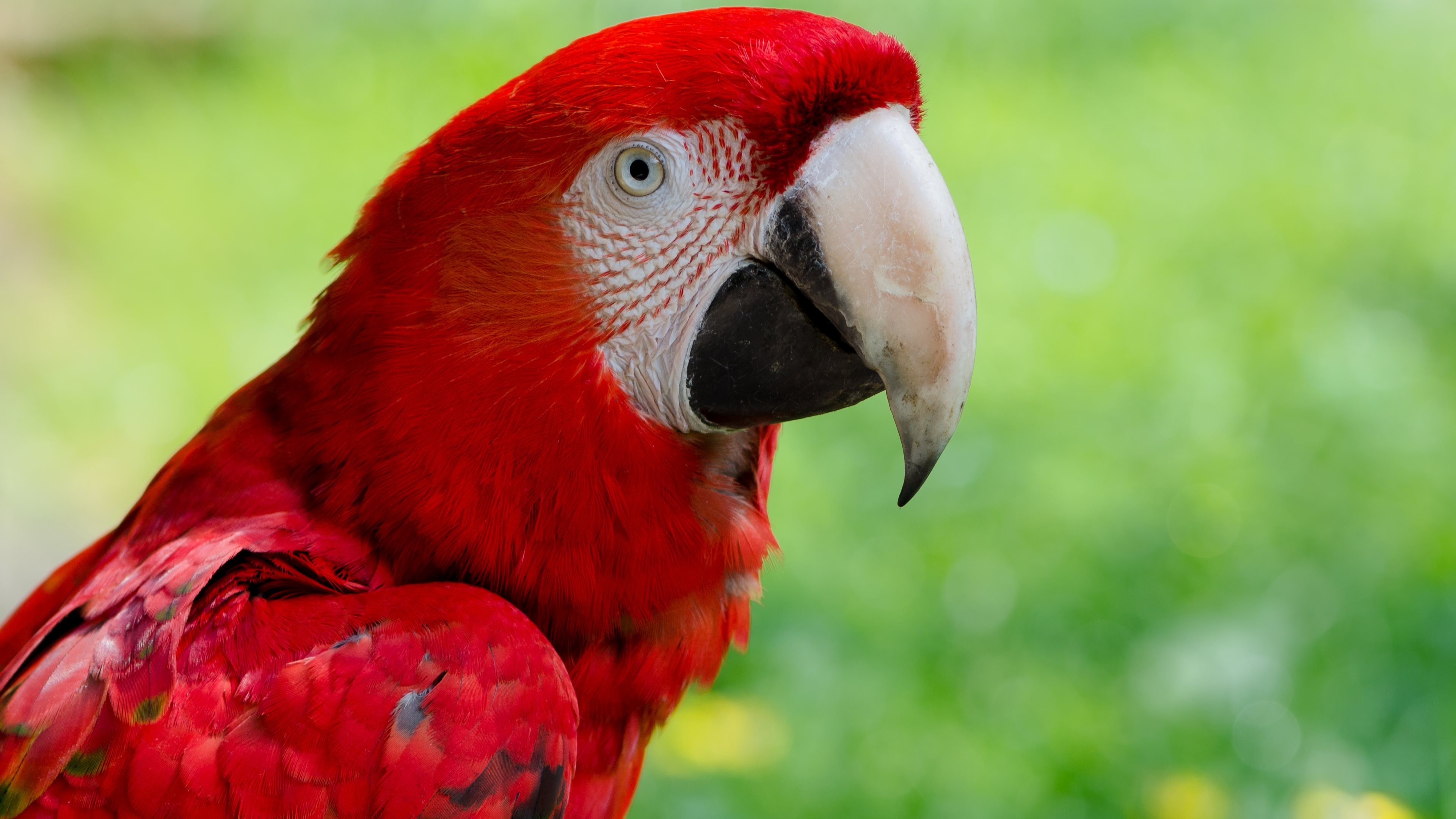 3840x2160 animals, Macaws, Nature, Closeup, Birds, Parrot Wallpapers HD / Desktop and  Mobile Backgrounds