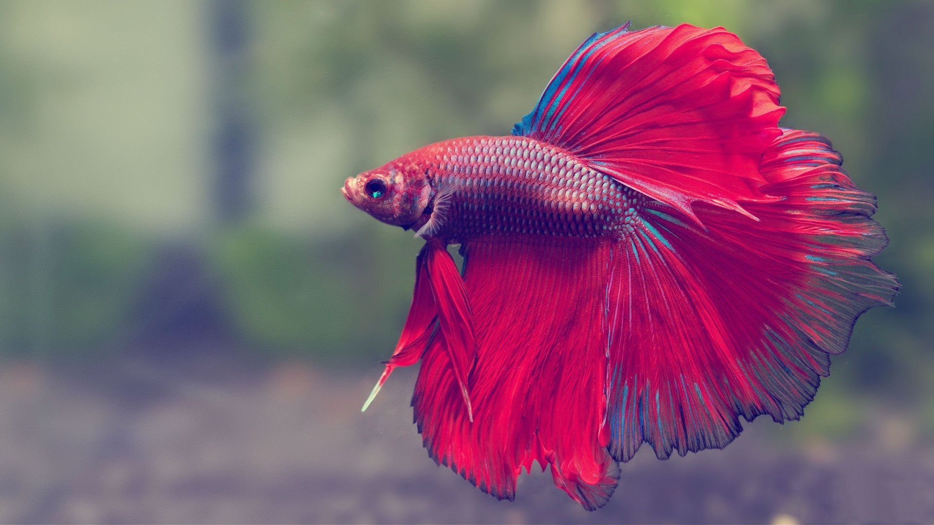 1920x1080 Betta Tag - Siamese Tropical Betta Fish Fighting Psychedelic Underwater  Best Live Wallpaper Android for HD