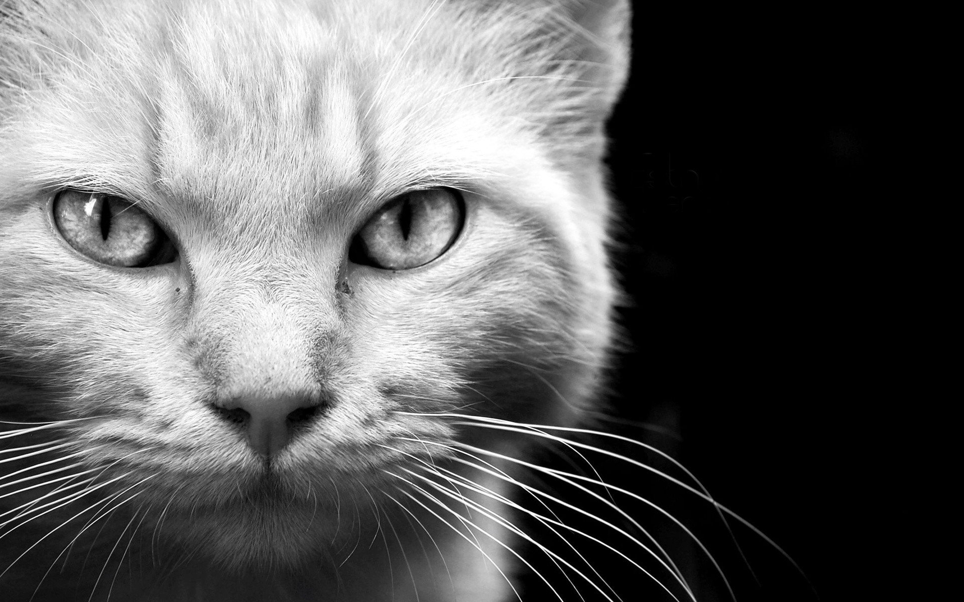1920x1200 Animals cats felines face eyes whiskers fur black white monochrome wallpaper  |  | 25891 | WallpaperUP