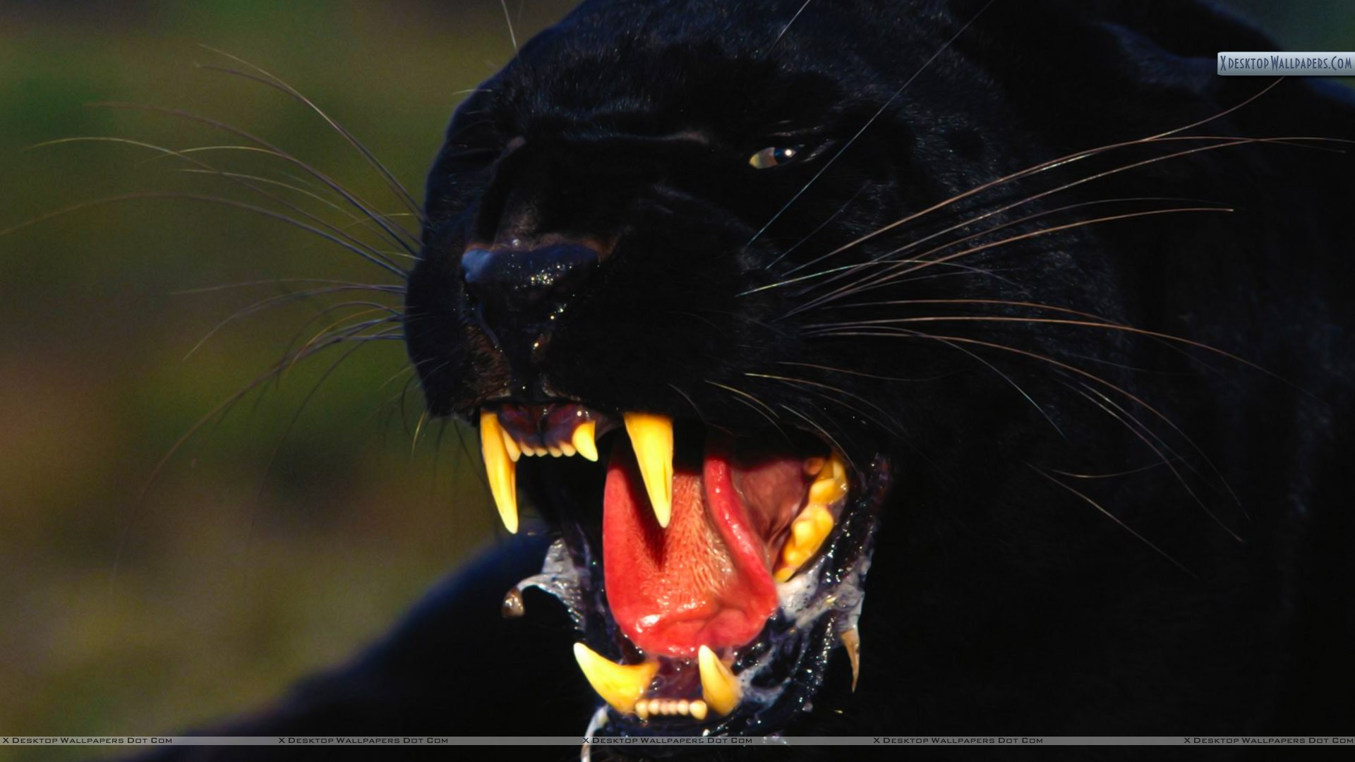 1920x1080 You are viewing wallpaper titled "Enraged, Black Leopard" ...