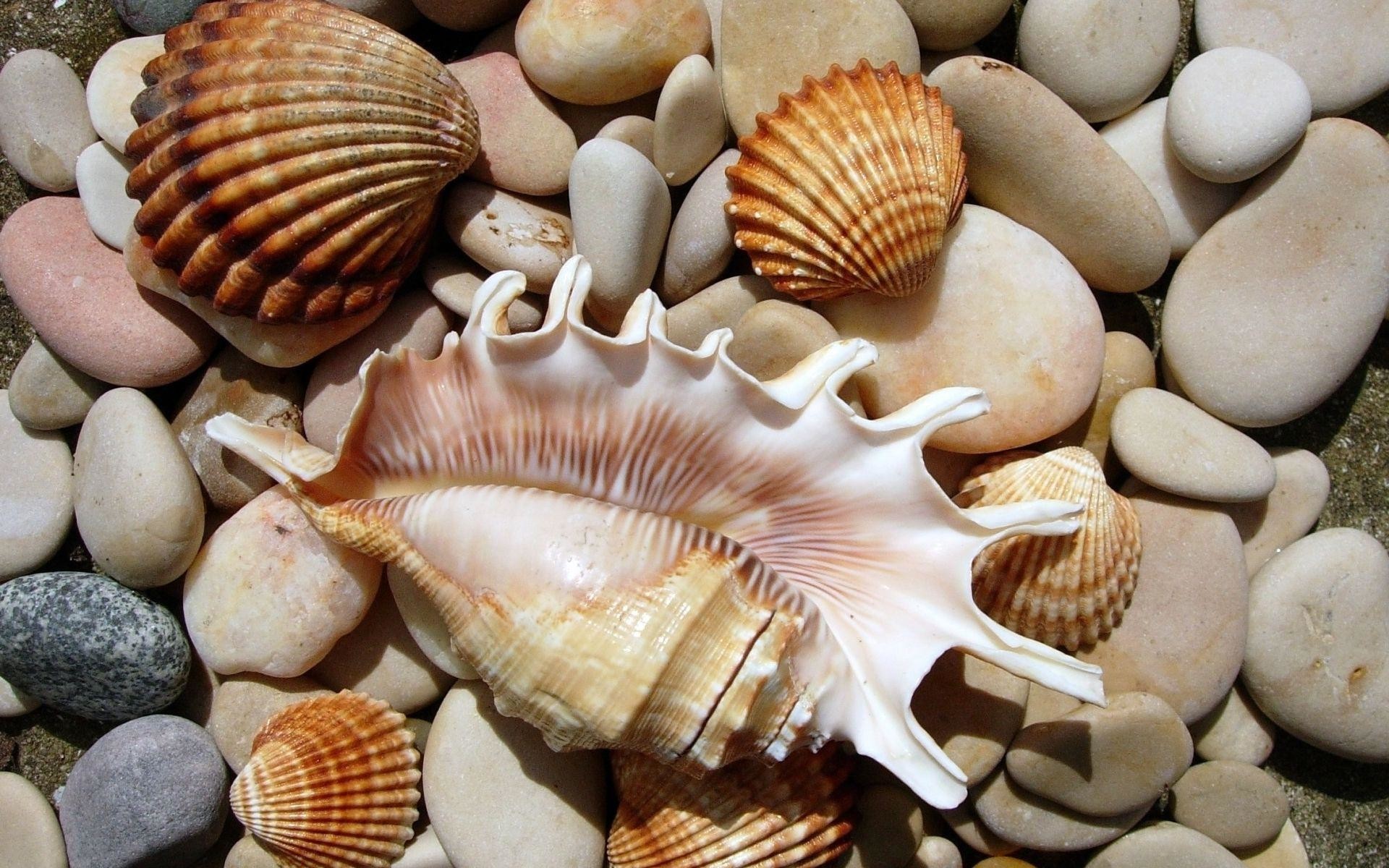 1920x1200 Seashells on the rocks