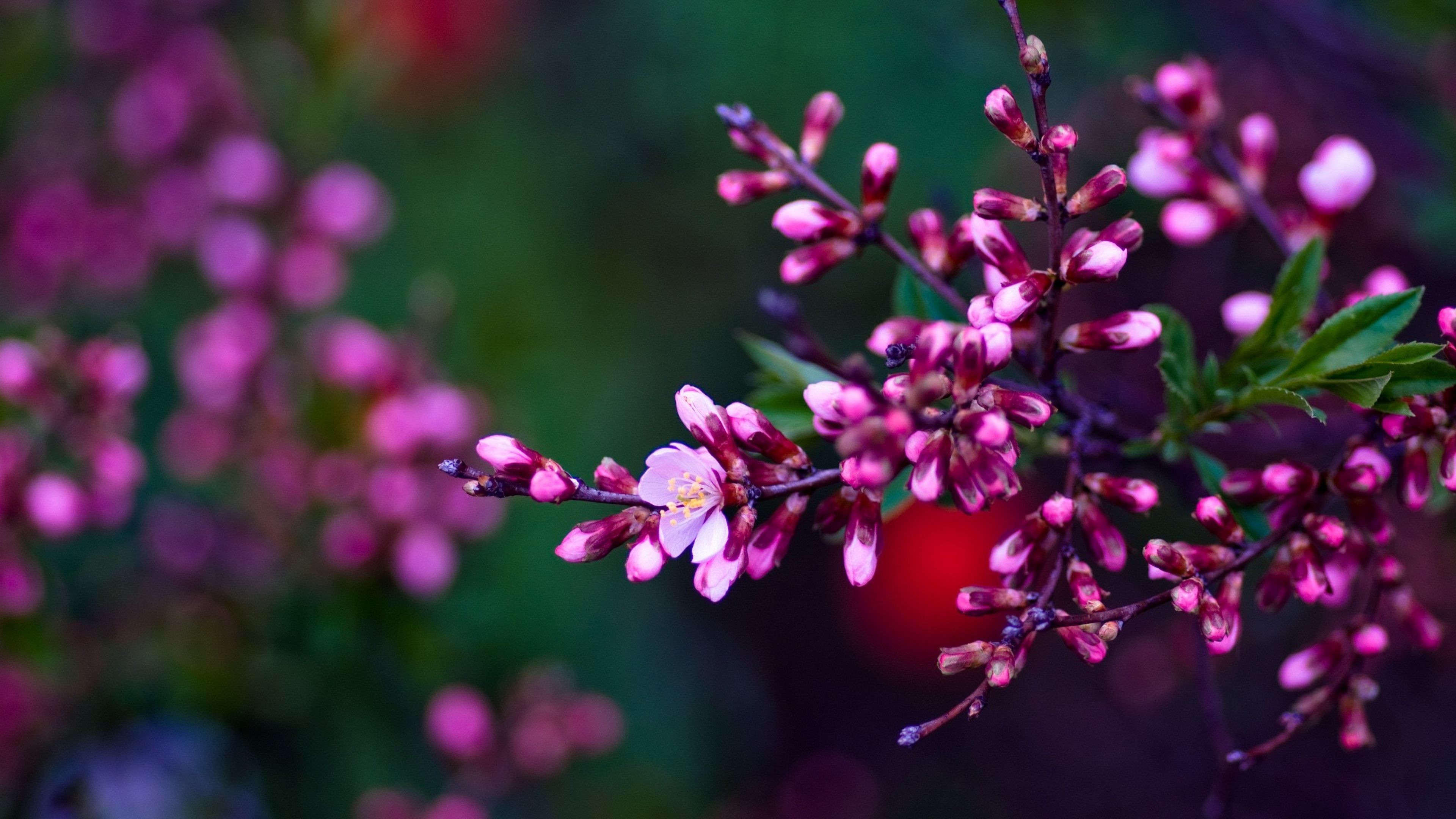 3840x2160 Pink Flowers Spring HD Desktop Wallpapers for Widescreen