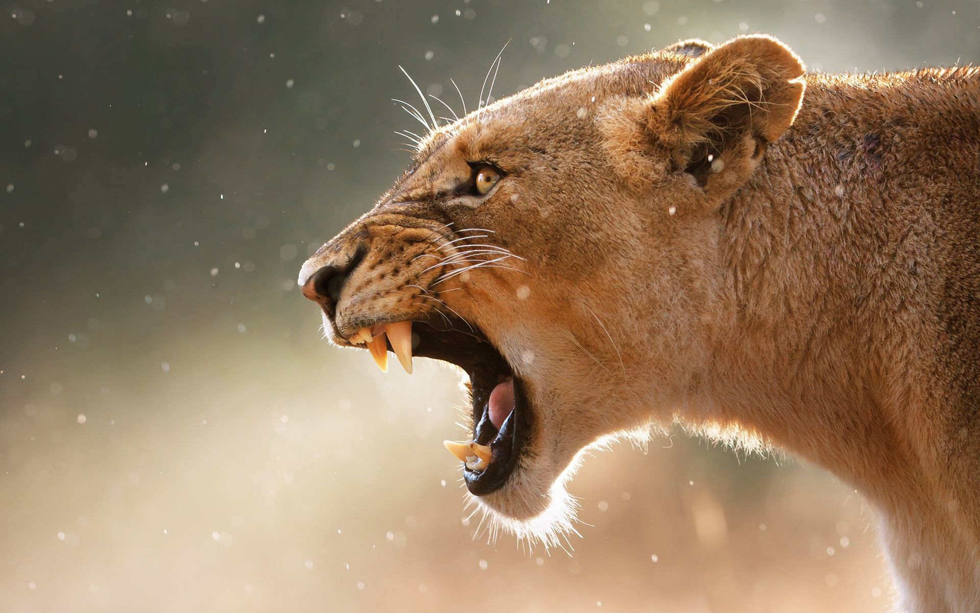 1920x1200 lion roar - Google Search | CATRITTERS | Pinterest | Hd wallpaper and Lions