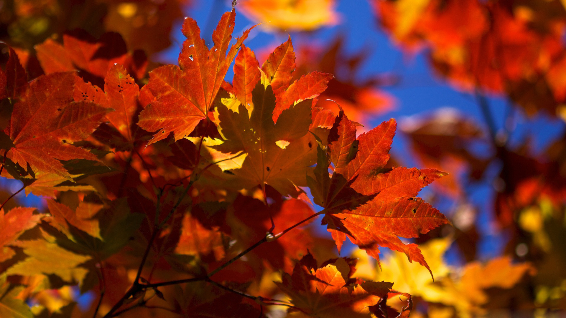 1920x1080 wallpaper.wiki-Pictures-Fall-leaves-desktop-PIC-WPE008872