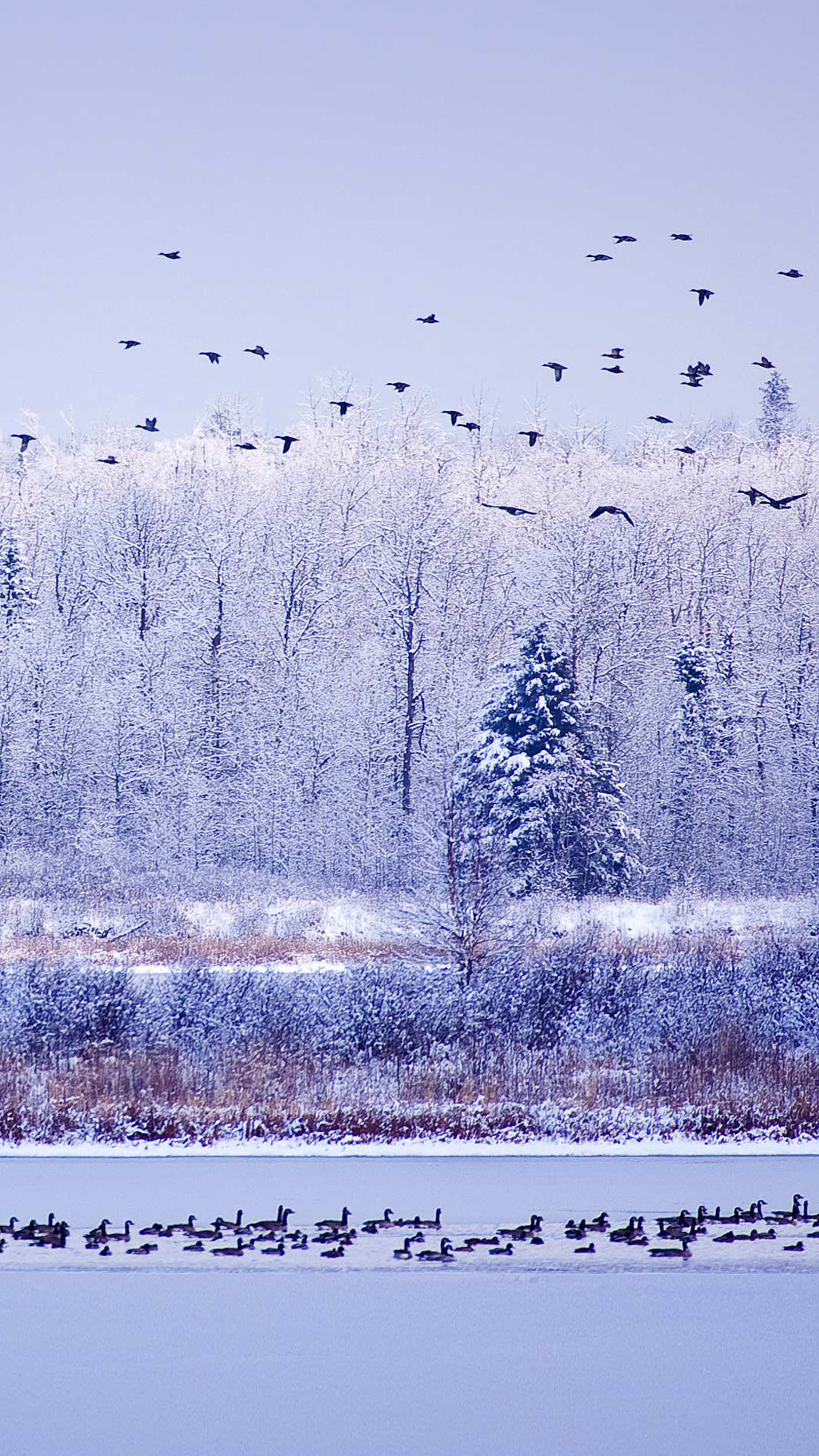 1080x1920 Winter River Migratory Birds iPhone 8 wallpaper