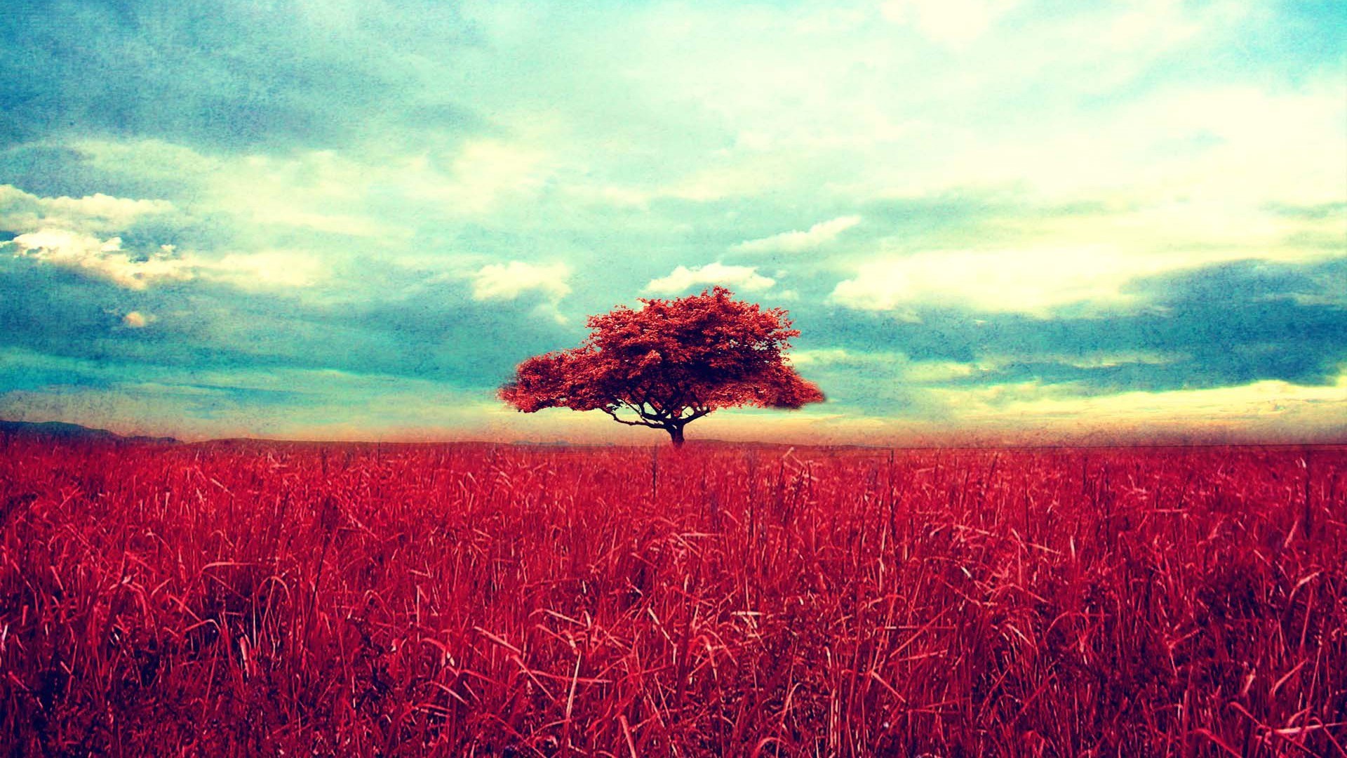 1920x1080 Beautiful Sky, Tree Nature Desktop Wallpaper HD