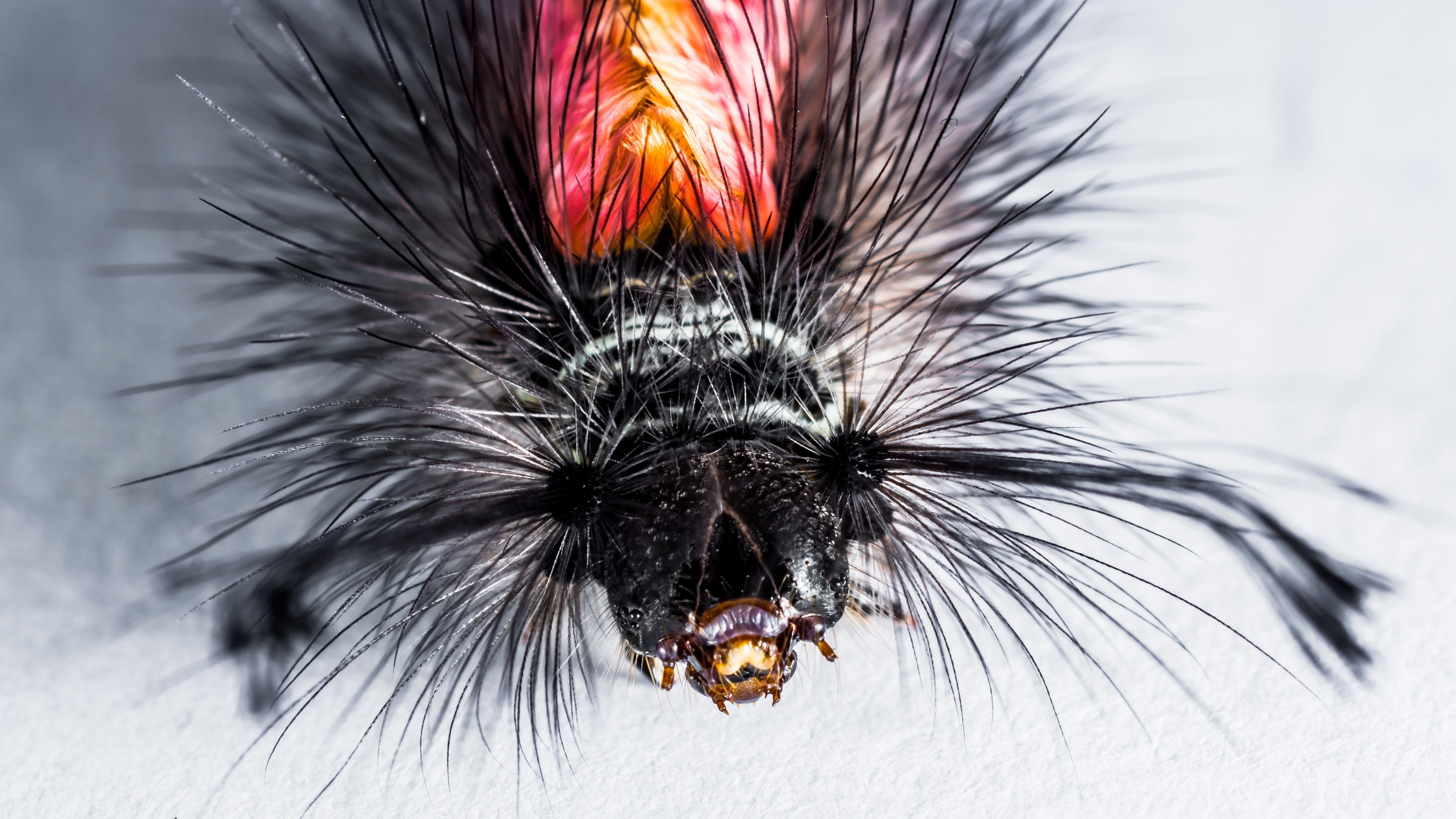 3840x2160  Wallpaper caterpillar, hairs, macro, insect