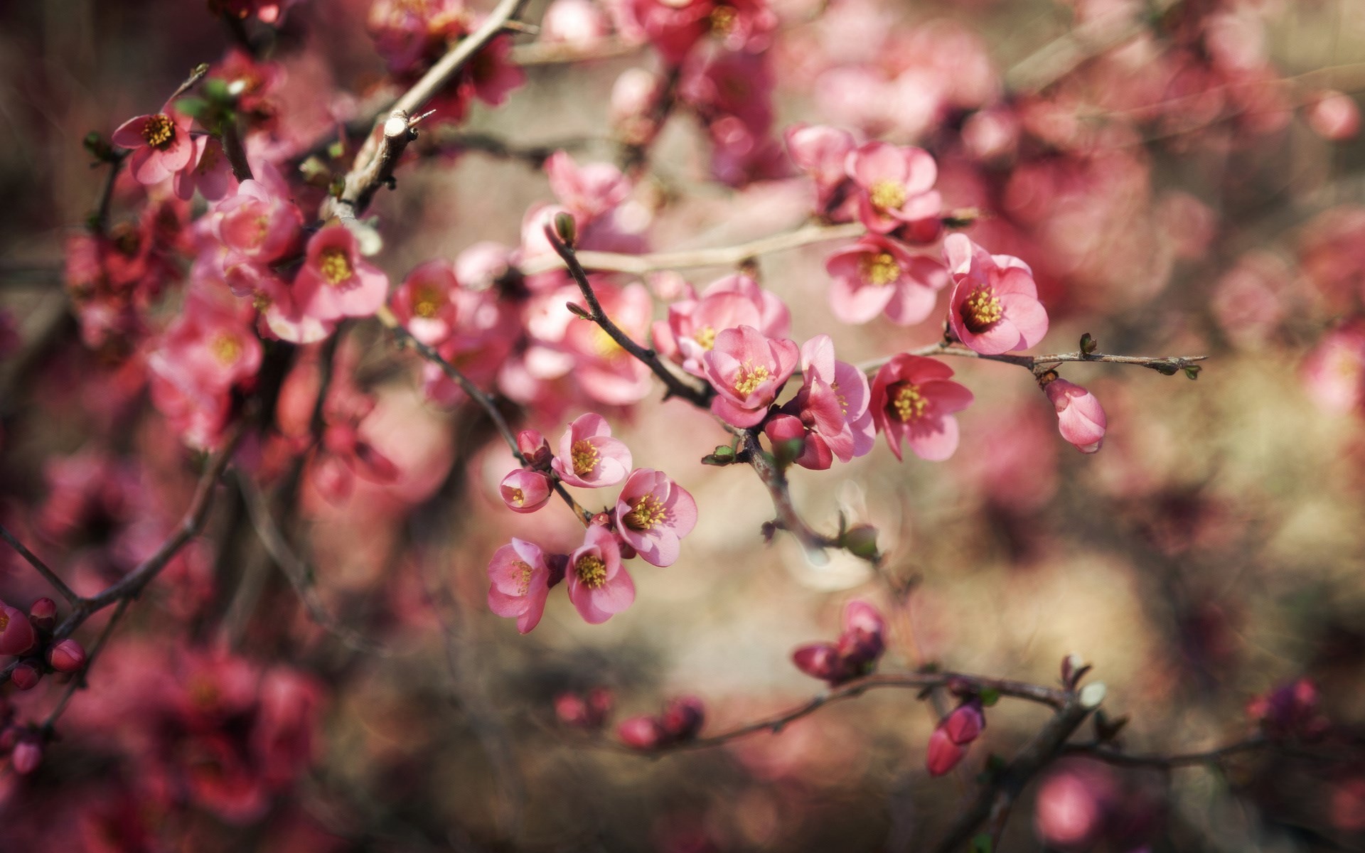 1920x1200 Branches Spring Flowers Pink Nature