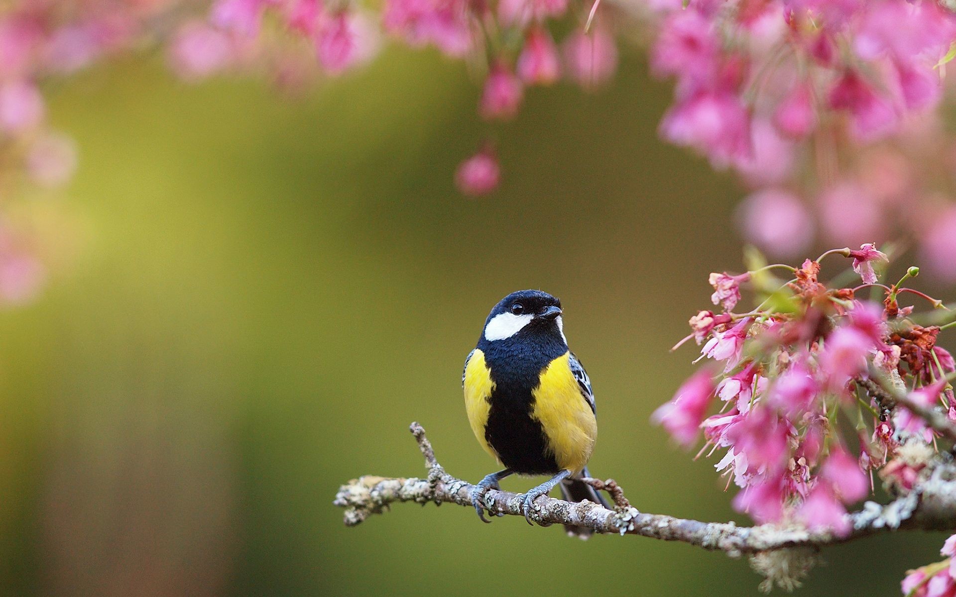 1920x1200 Spring Flower Scenes Wallpaper | Spring flowers and birds, at My mountains  backyard - FR'O'BLOG