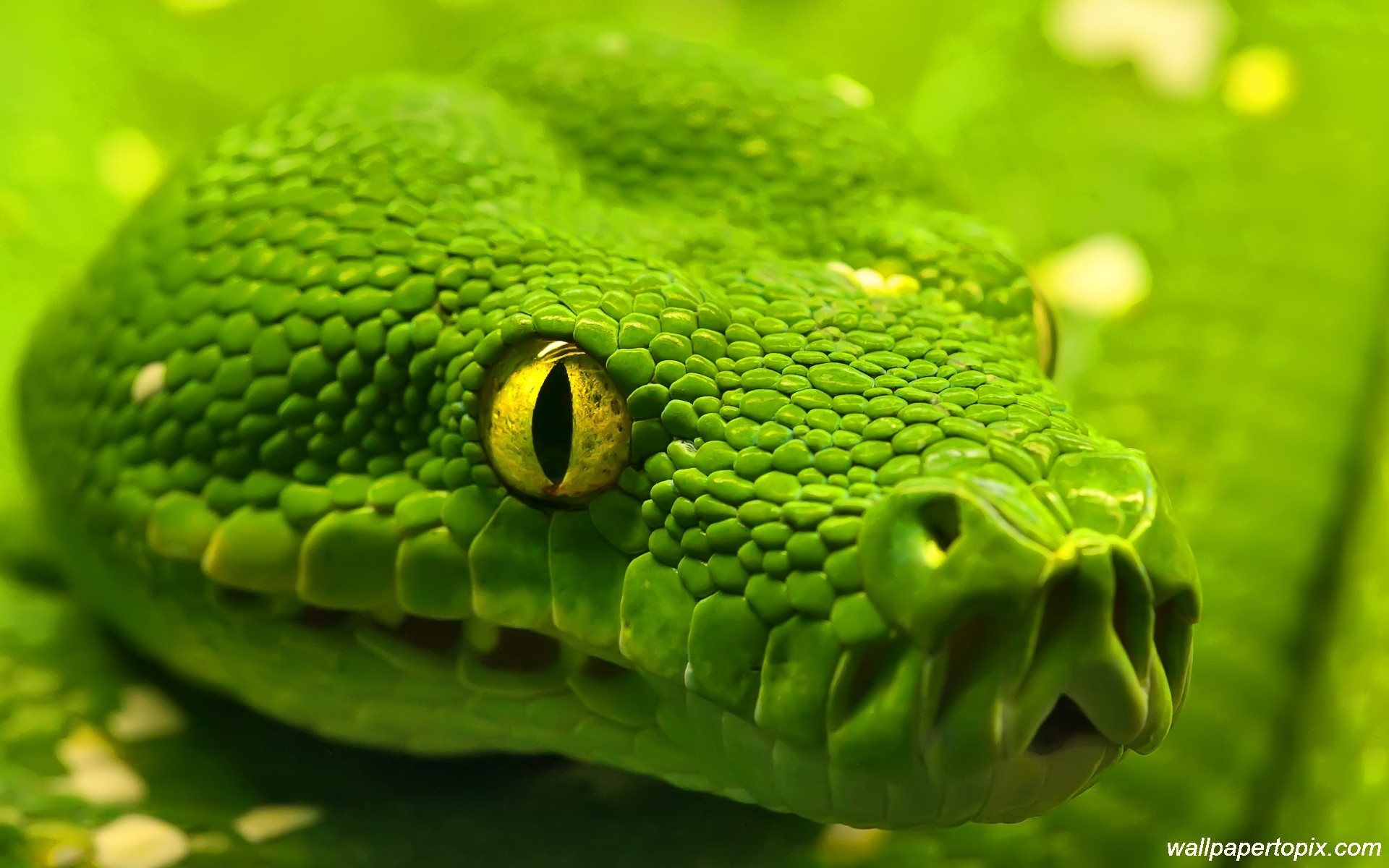 1920x1200 green-king-cobra-photos-snake-face-close-up- Â· Snake WallpaperHd ...