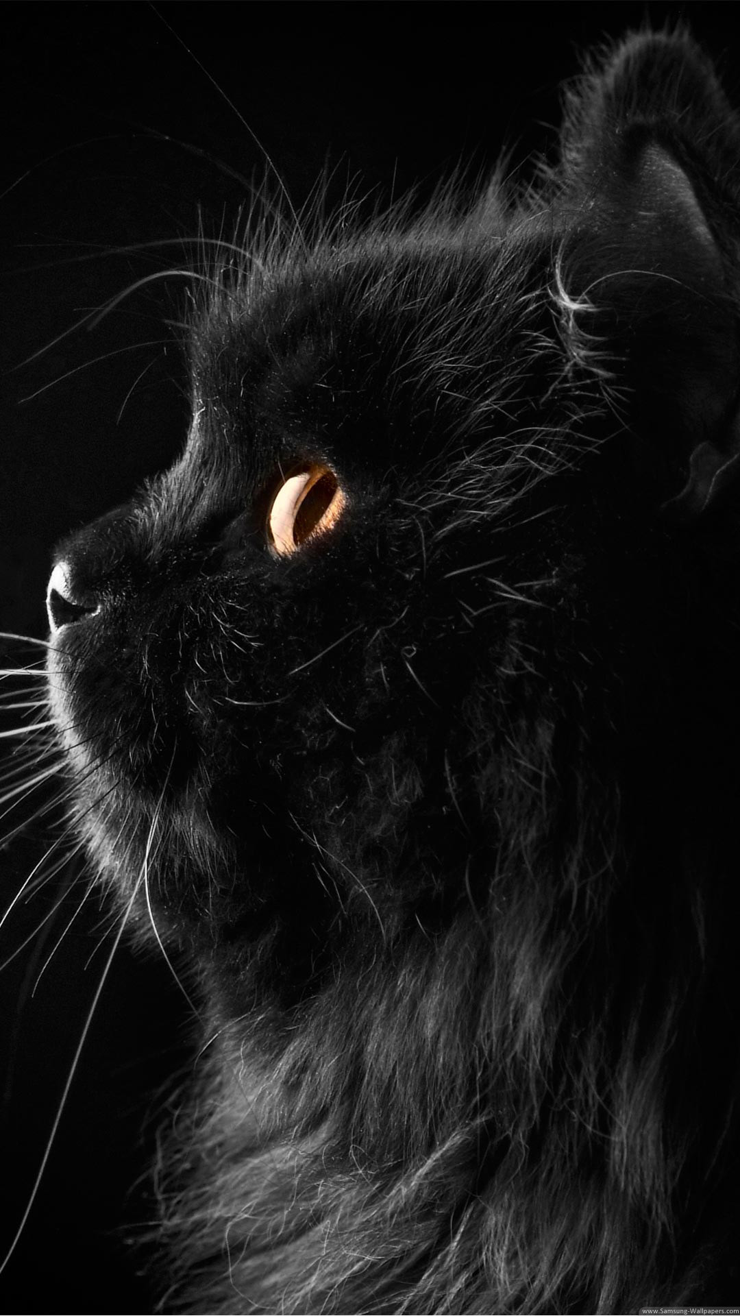 1080x1920 Cute Black Cat Desktop  Samsung Galaxy S4 Active Wallpaper HD