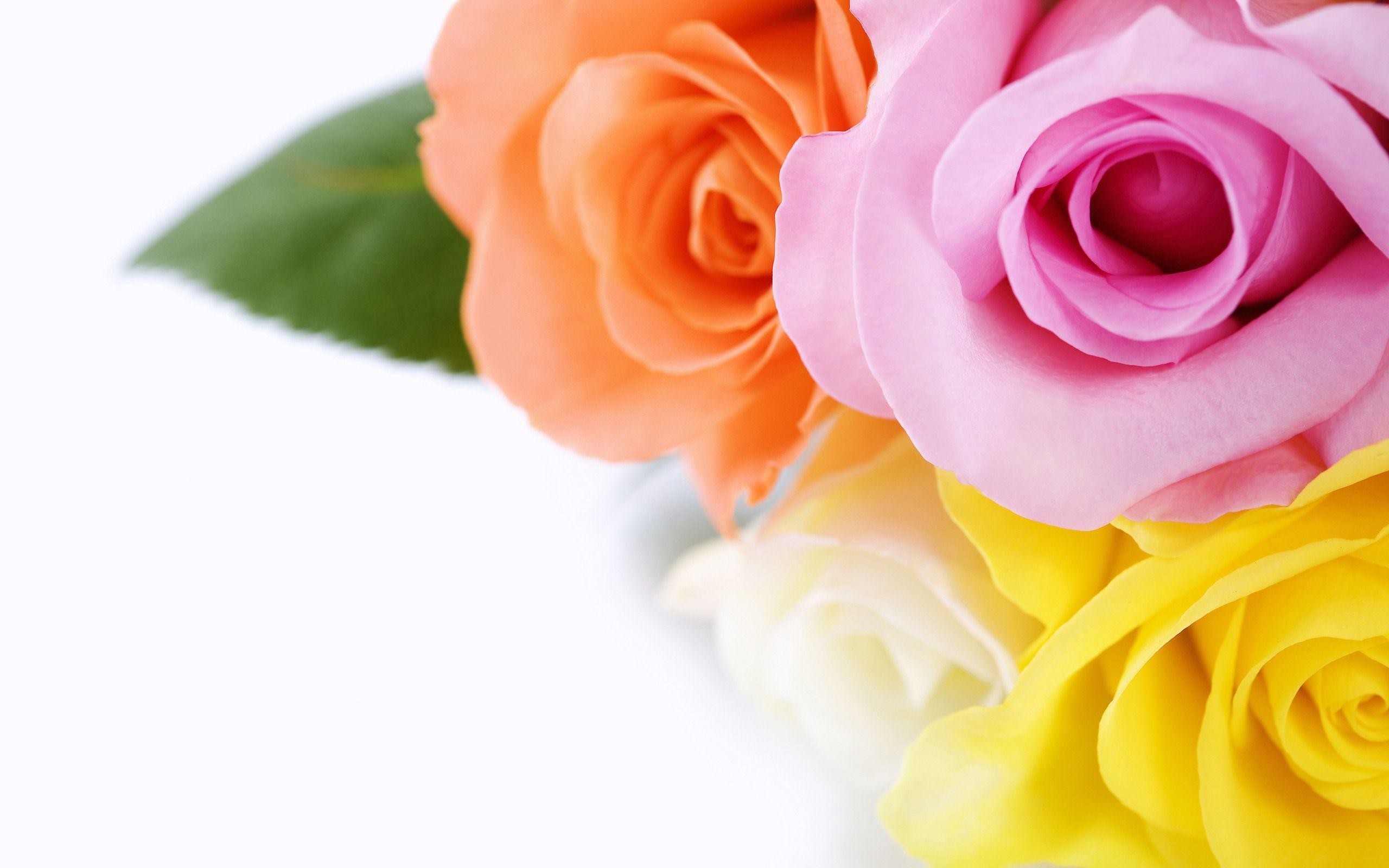 2560x1600 Wallpapers For > Yellow Rose Wallpaper For Mobile