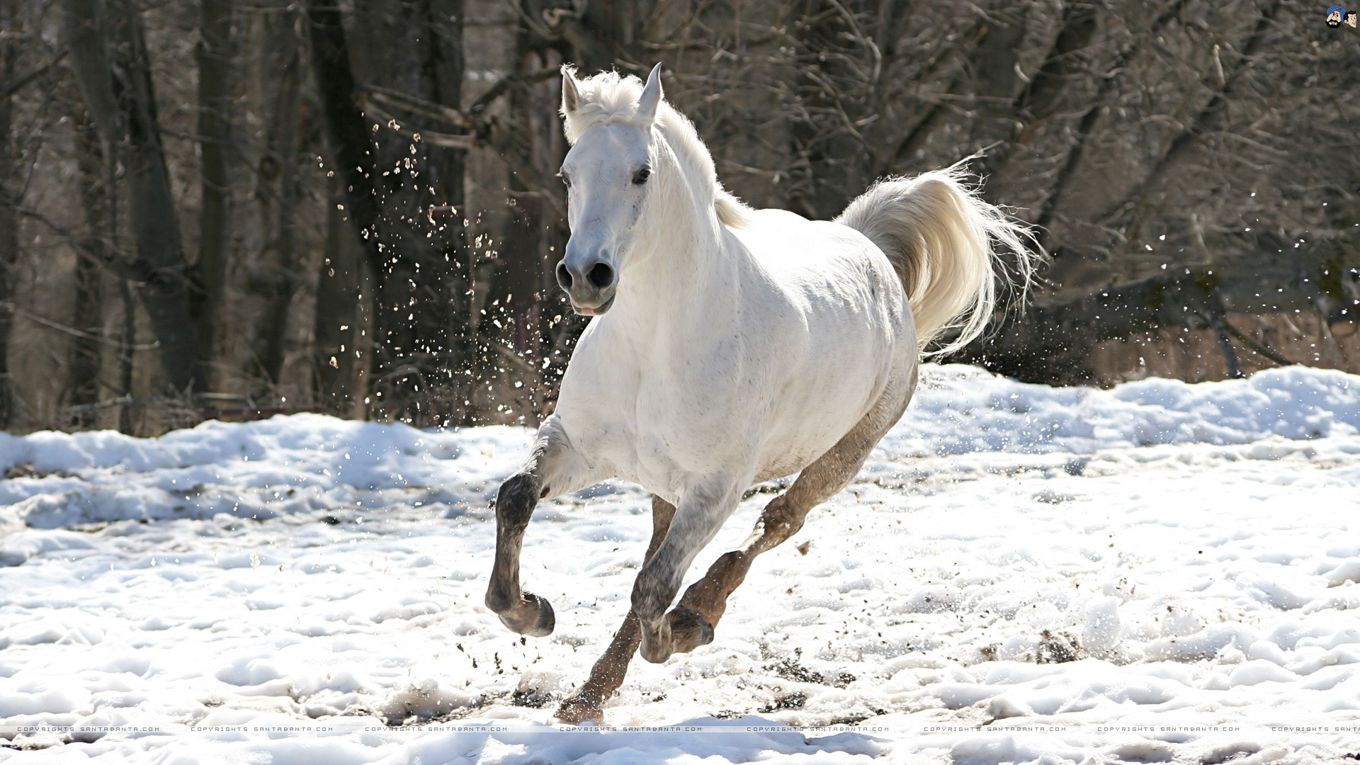 Horses running in the snow Christmas background 137847