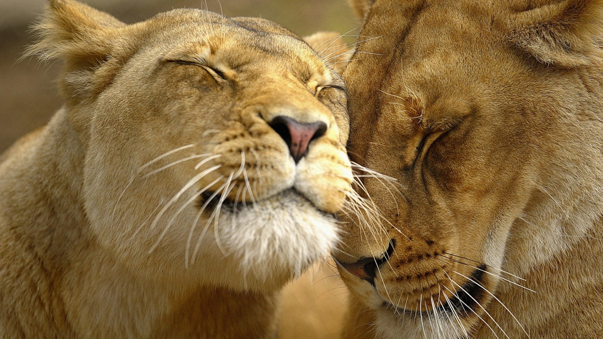 1920x1080  Wallpaper lion, couple, face, care, tenderness