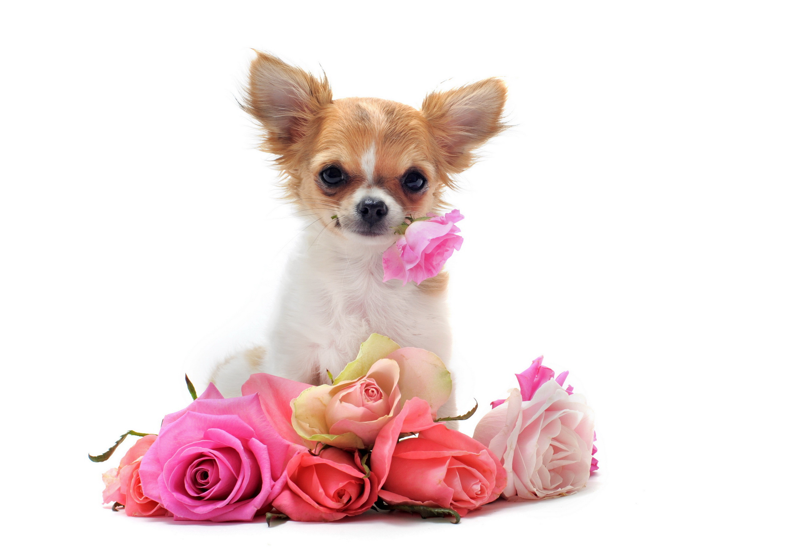 2560x1790 PlusPng.com Elegant Chihuahua Widescreen Background Wallpapers Gallery,  CAX-1308683 PlusPng.