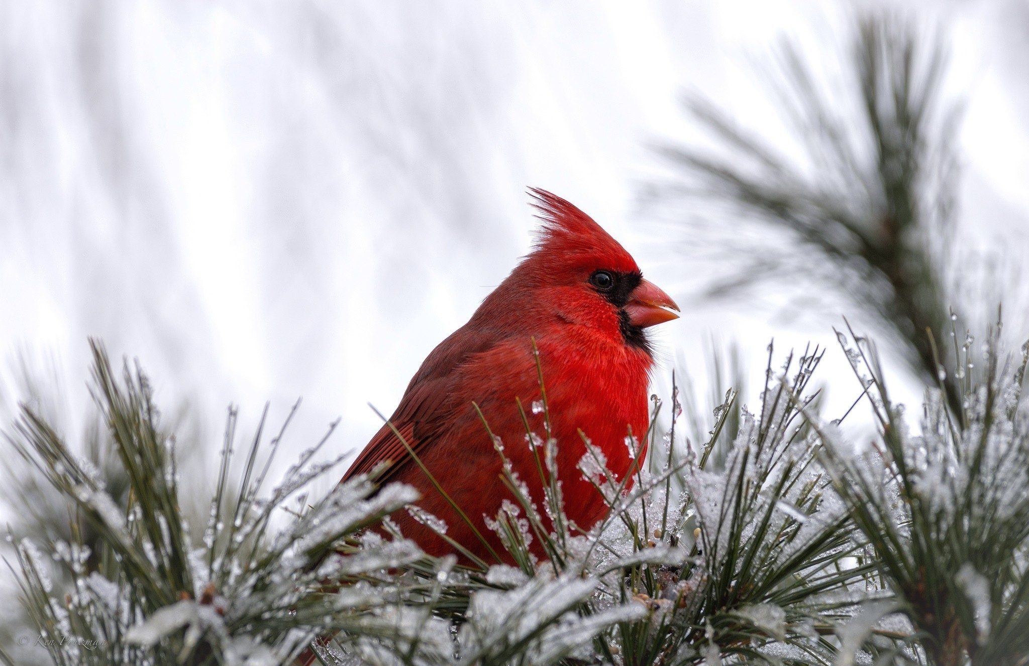 2048x1327 Wallpaper cardinal, bird, bird, red, snow wallpapers animals .